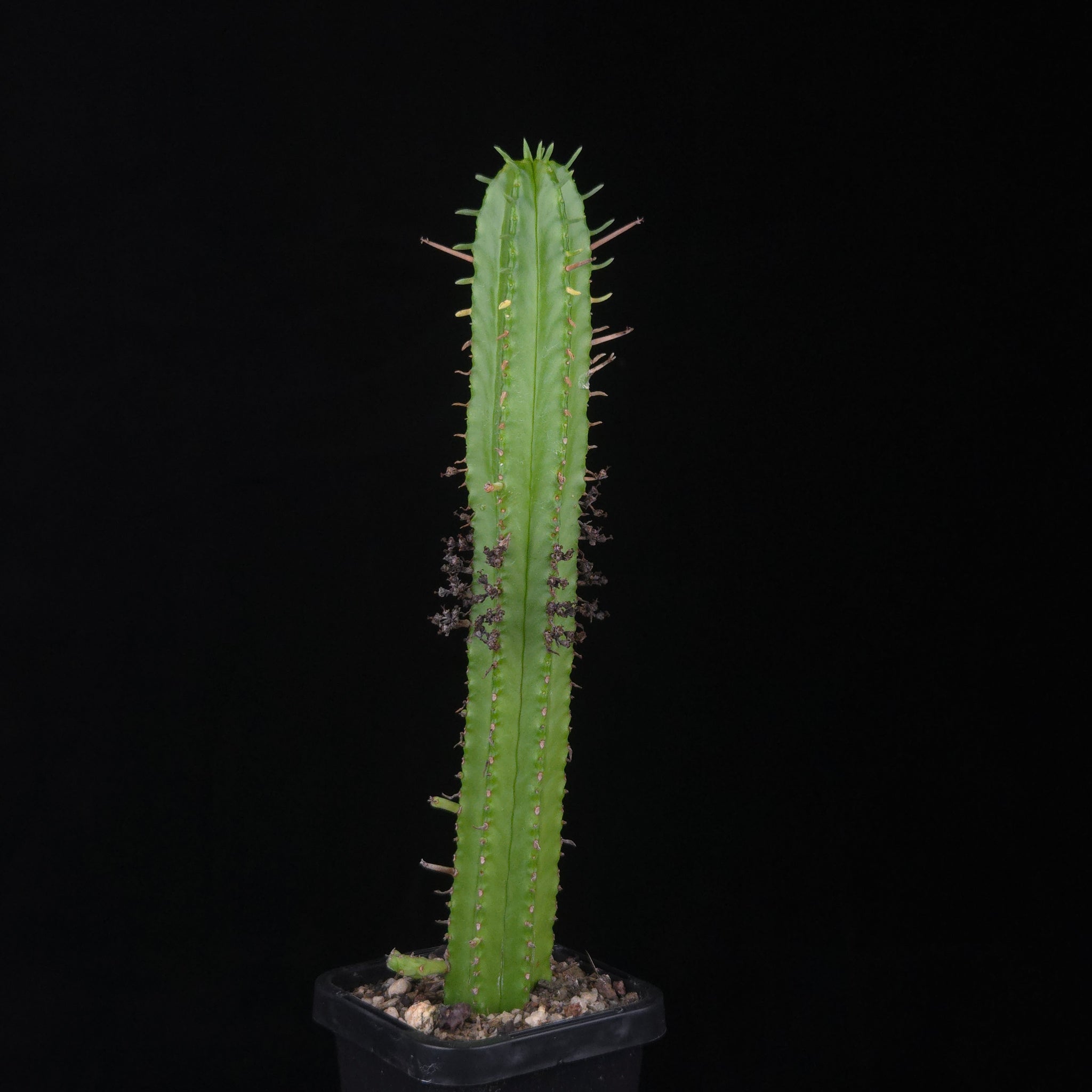 Euphorbia mammillaris (WA Prohibited)