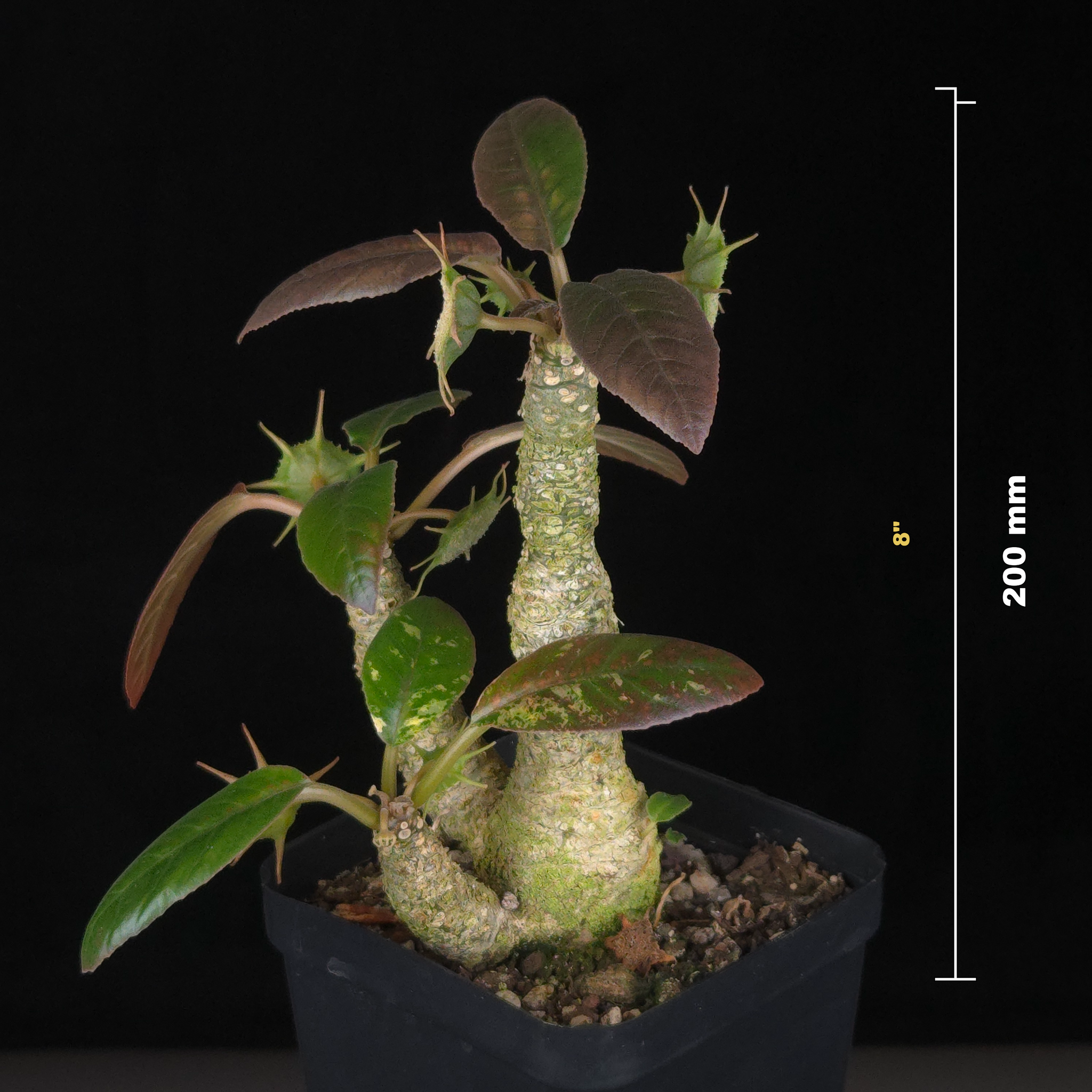 Dorstenia foetida Variegated
