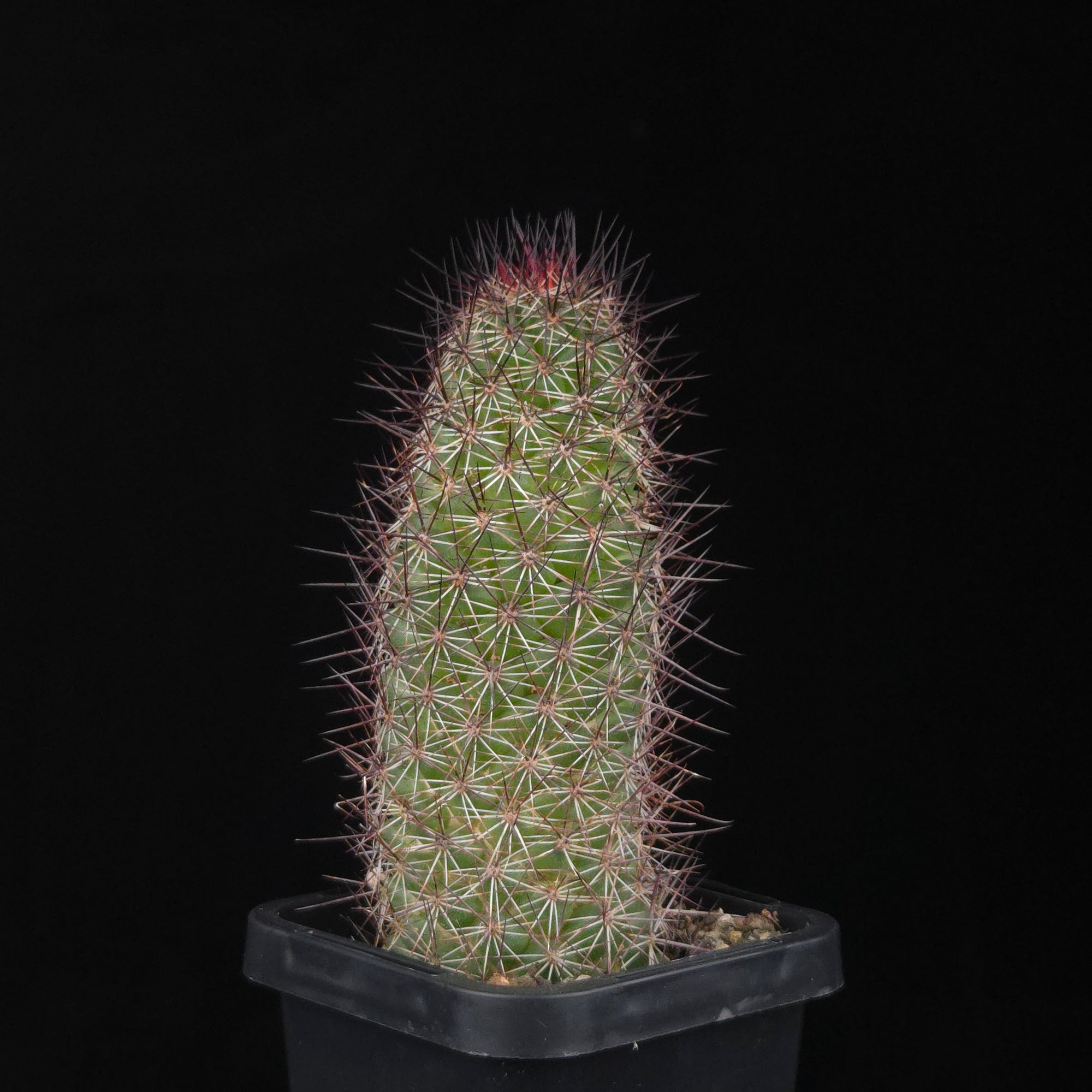 Cochemiea mazatlanensis (Syn. Mammillaria)