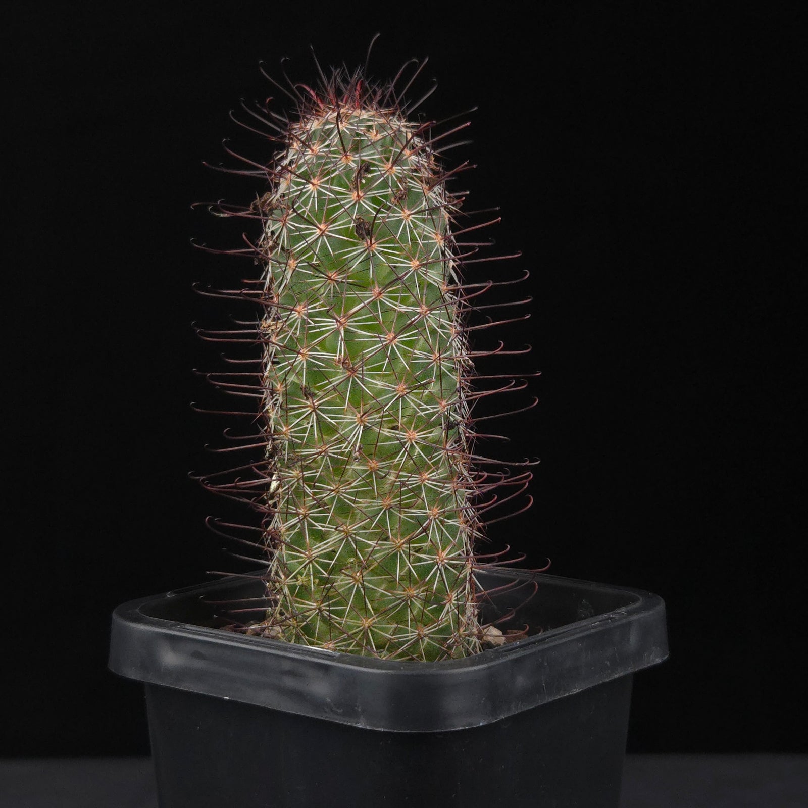 Mammillaria sheldonii