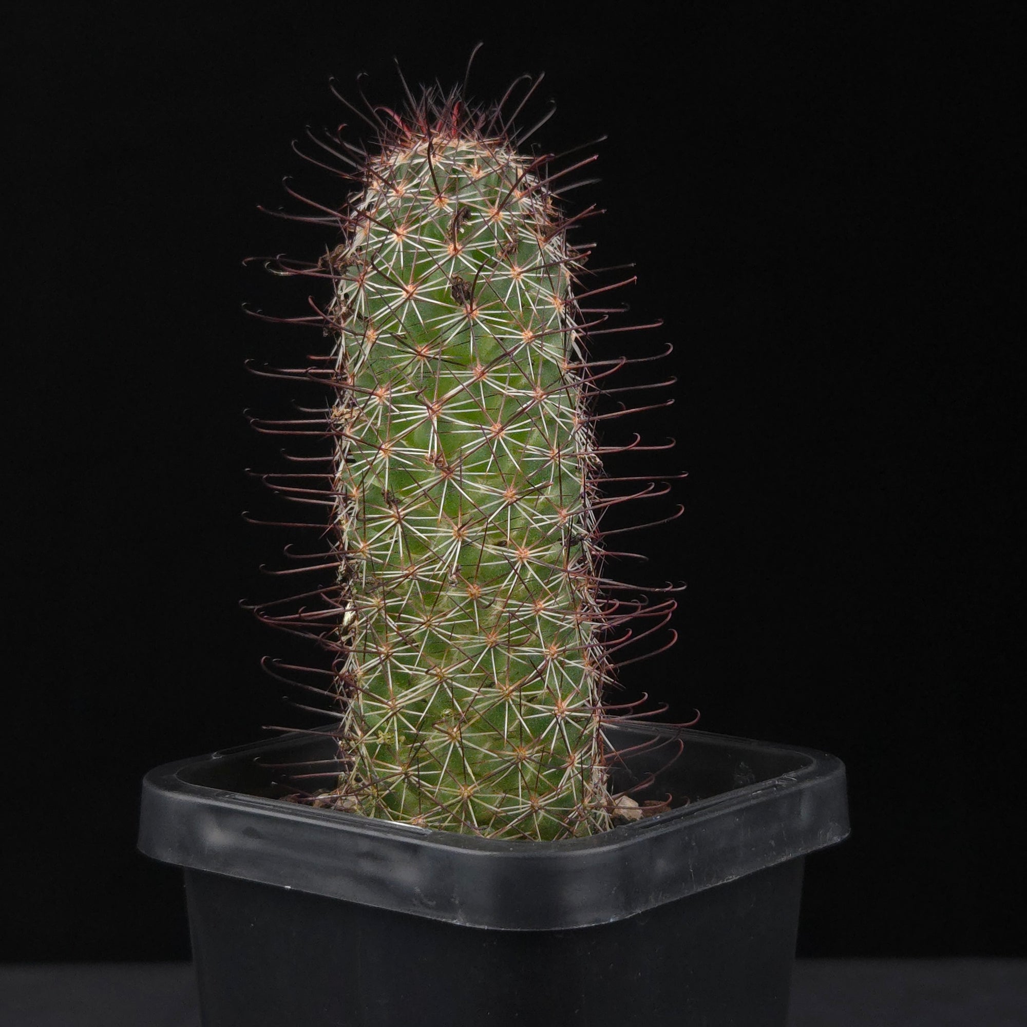 Mammillaria sheldonii – Clustering Pink Flowering Cactus – Collectors Online