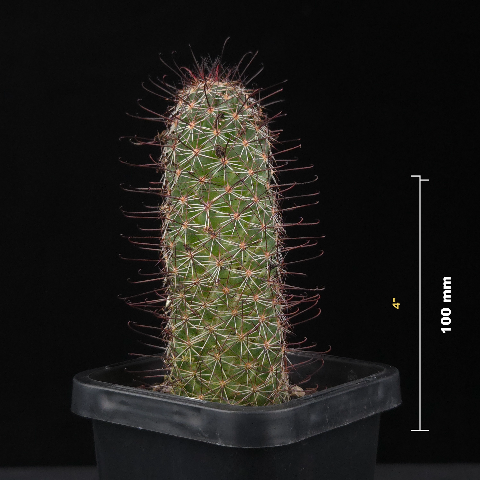 Mammillaria sheldonii