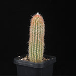 Espostoa lanata 'Ea-Nasir'