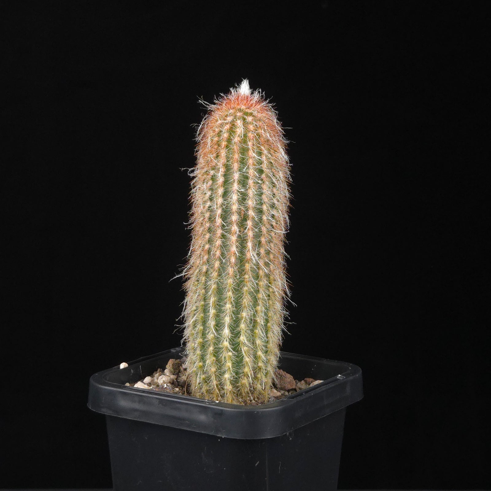 Espostoa lanata 'Ea-Nasir'