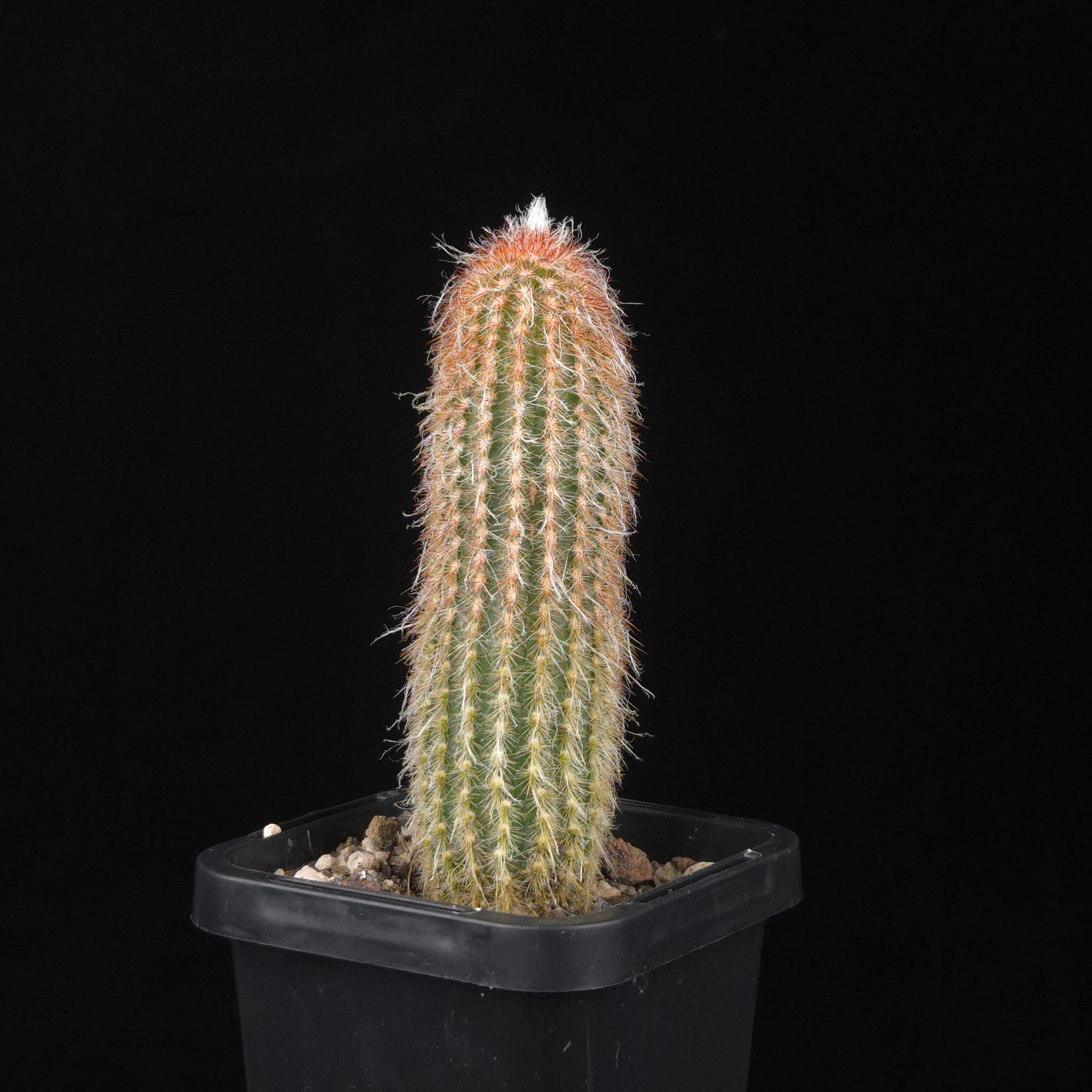 Espostoa lanata 'Ea-Nasir'