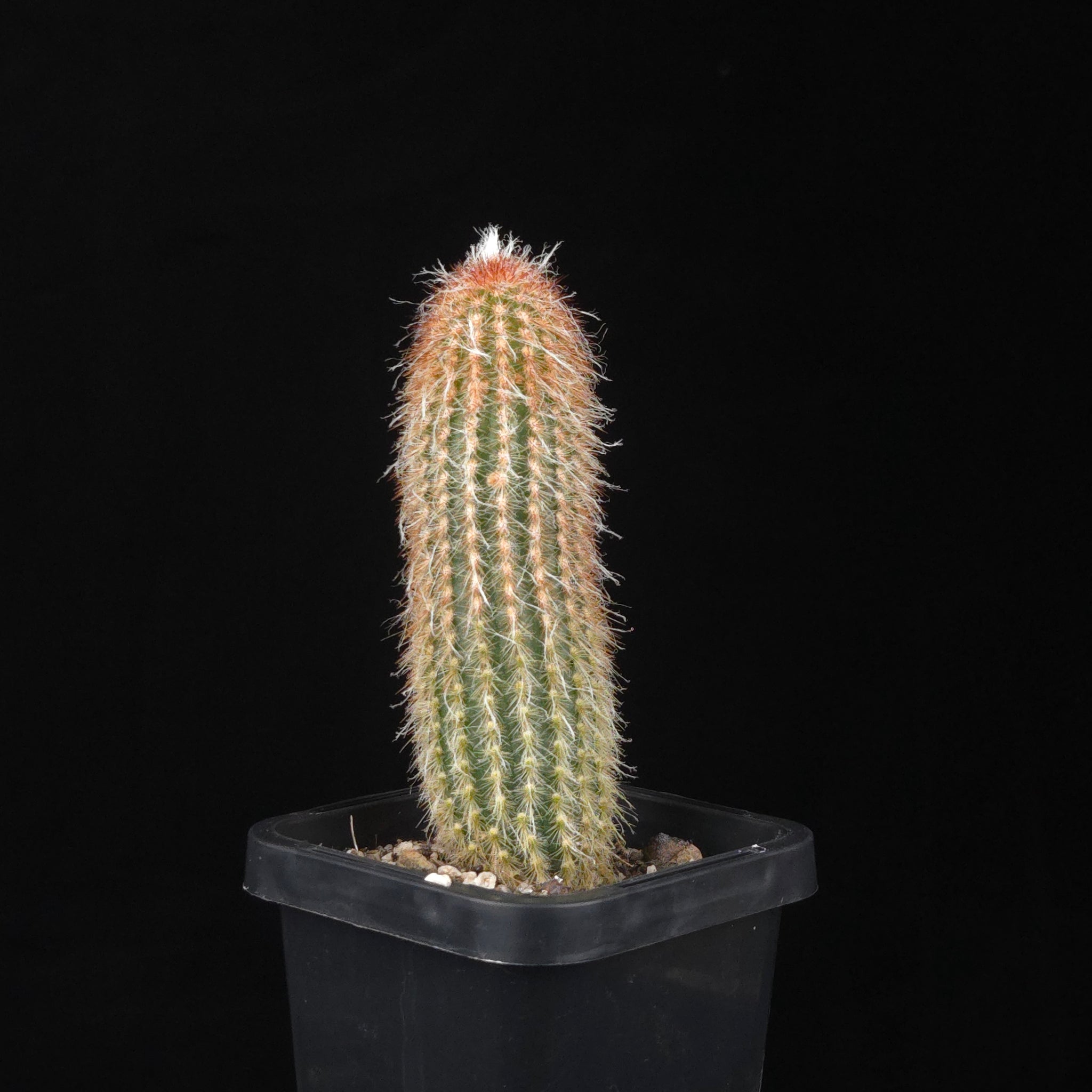 Espostoa lanata 'Ea-Nasir'
