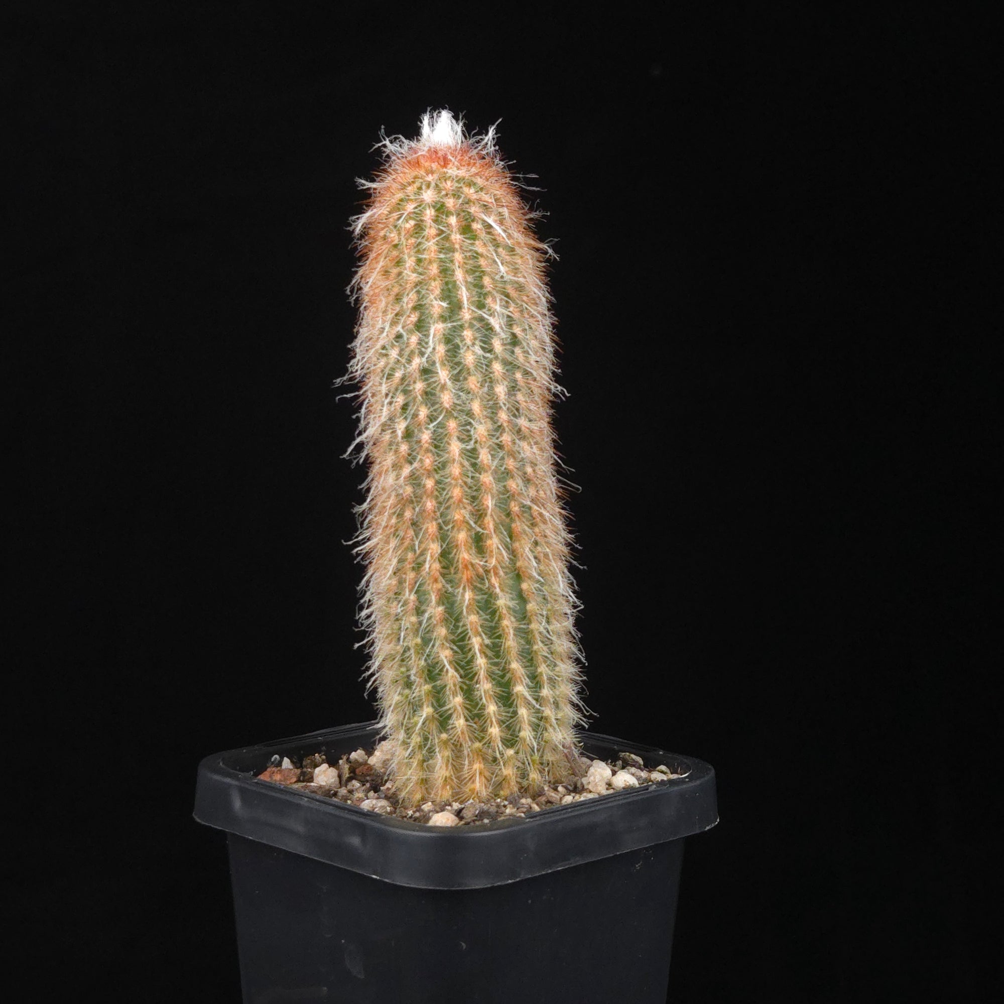 Espostoa lanata 'Ea-Nasir'