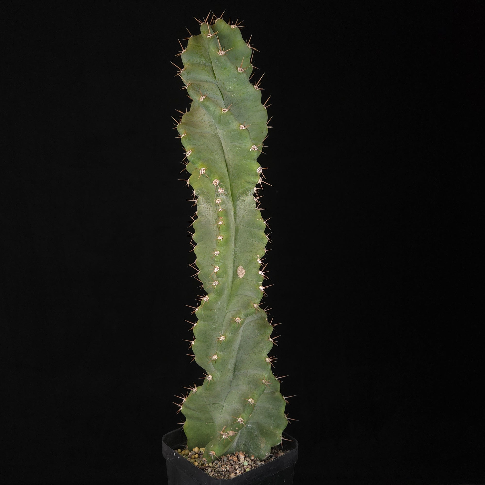 Cereus forbesii 'Spiralis'