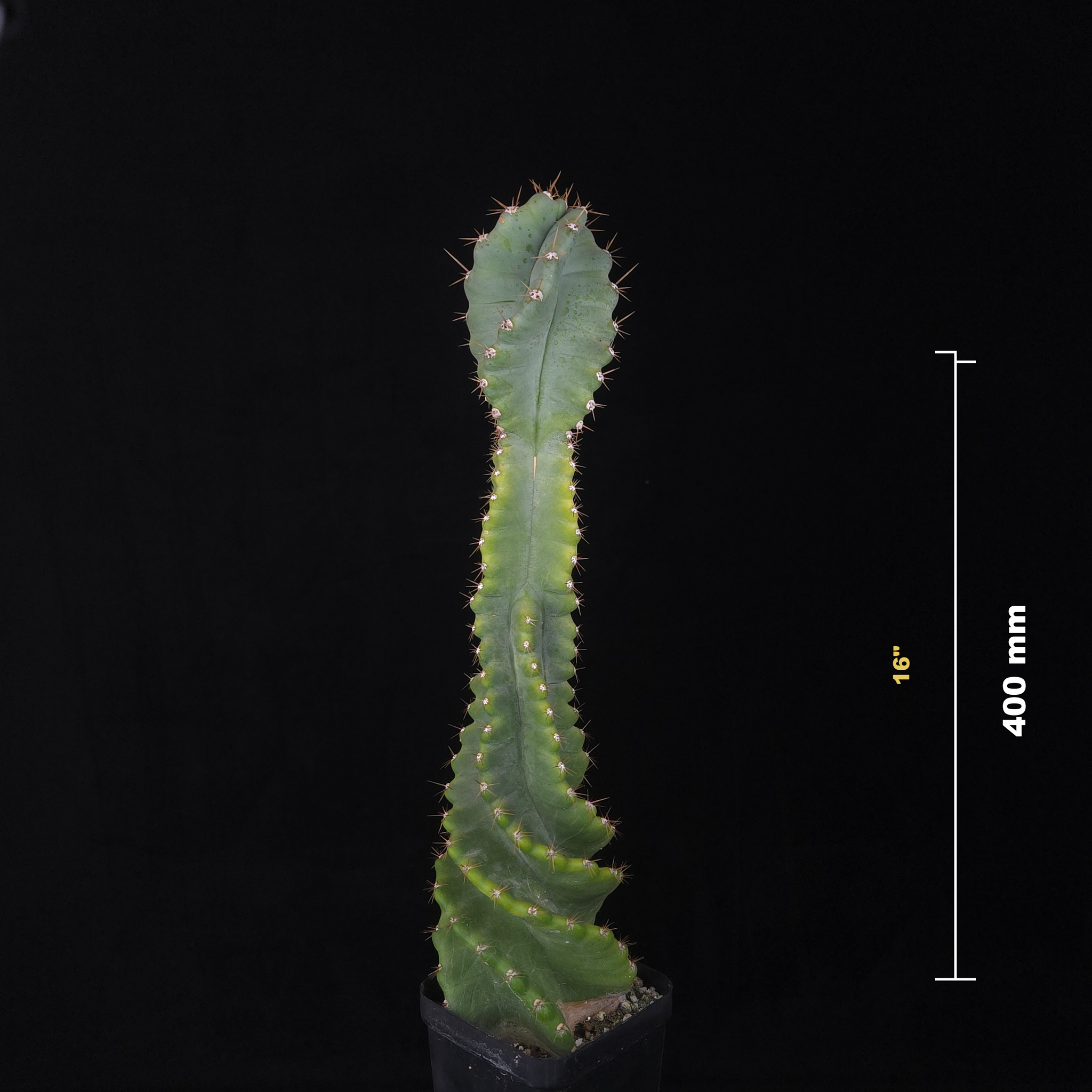 Cereus forbesii 'Spiralis'