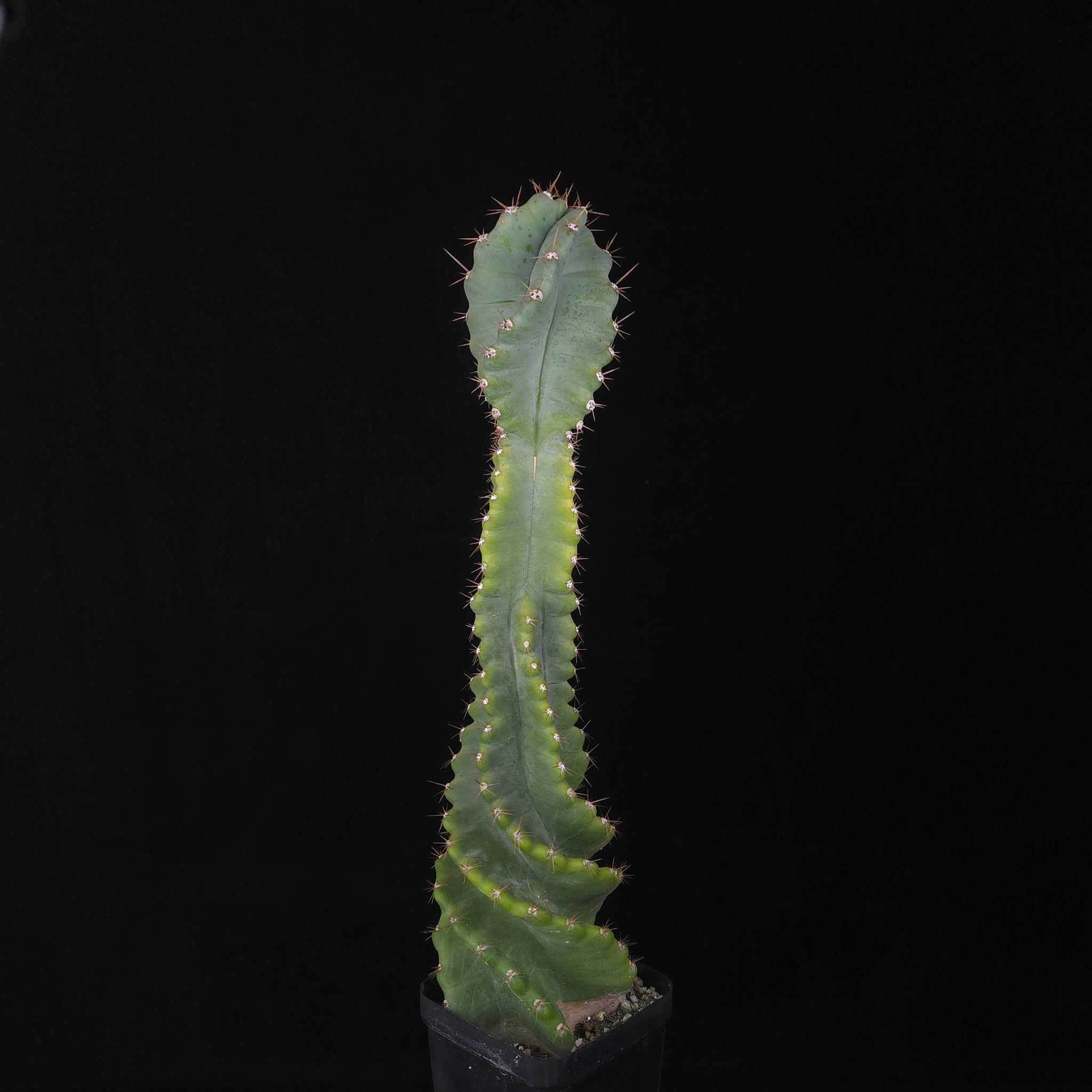 Cereus forbesii 'Spiralis'