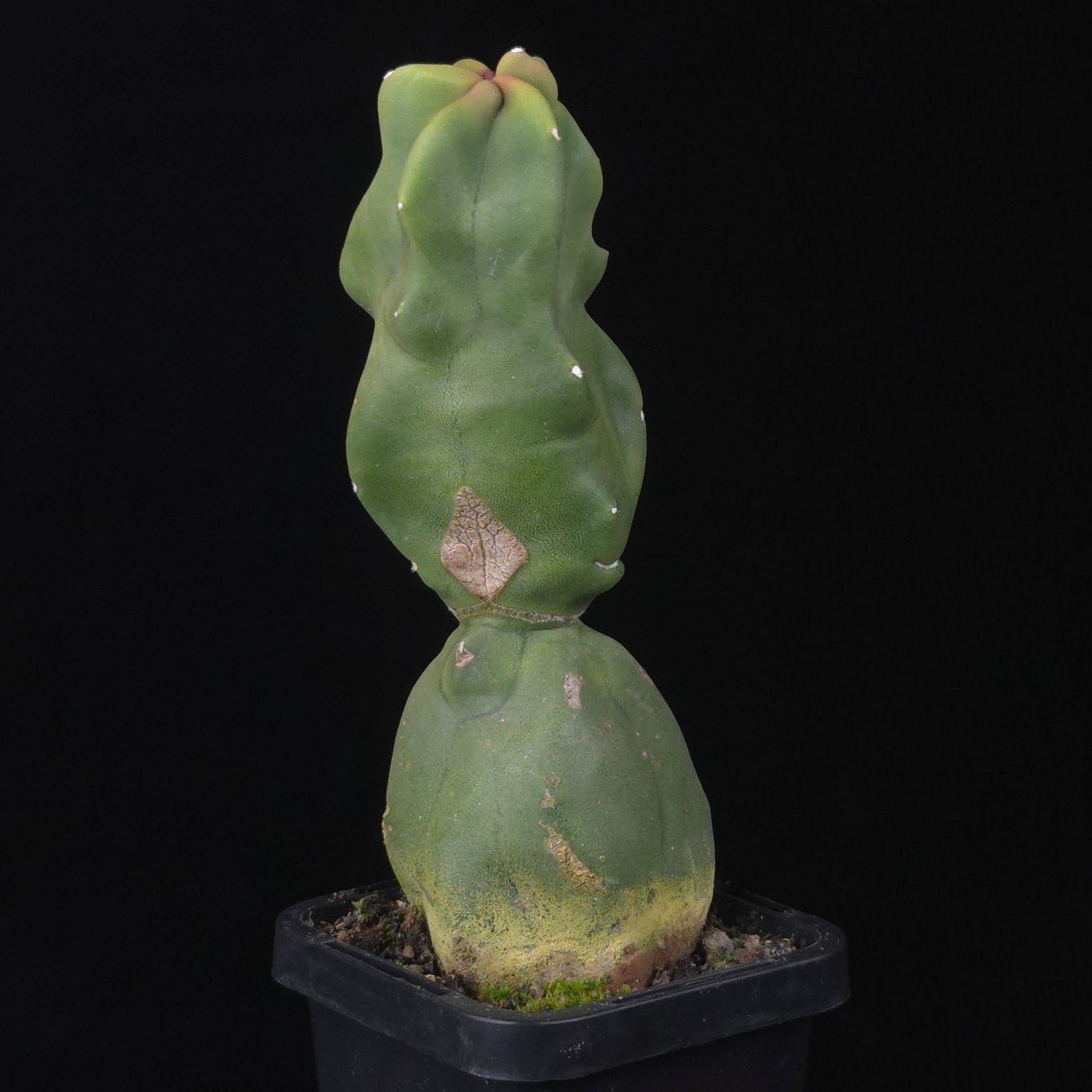Lophocereus schottii (syn. Pachycereus)