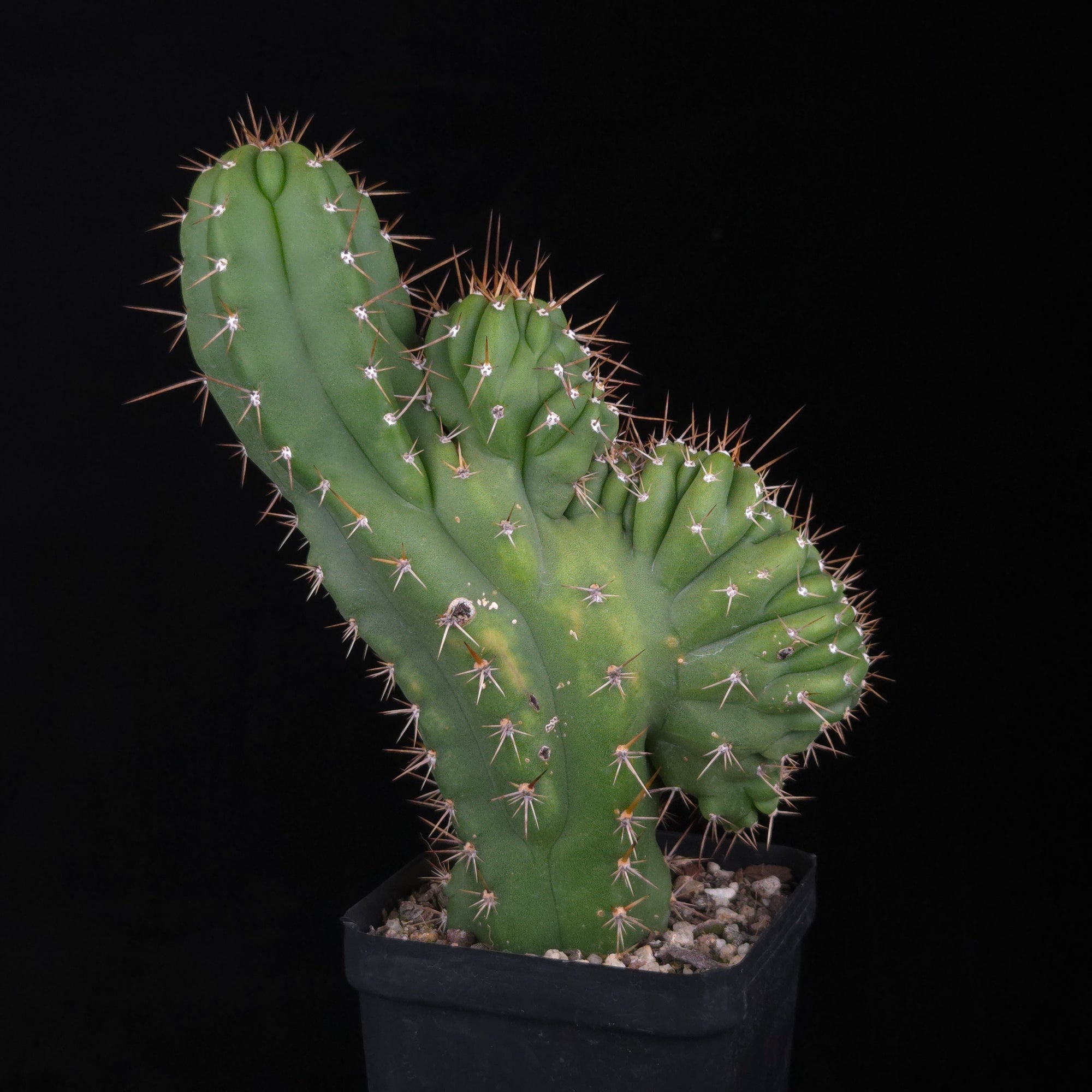 Trichocereus peruvianus 'Twister' (syn. Echinopsis macrogona)