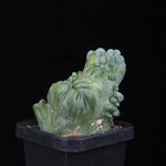 Myrtillocactus geometrizans cristata (Smooth Form)