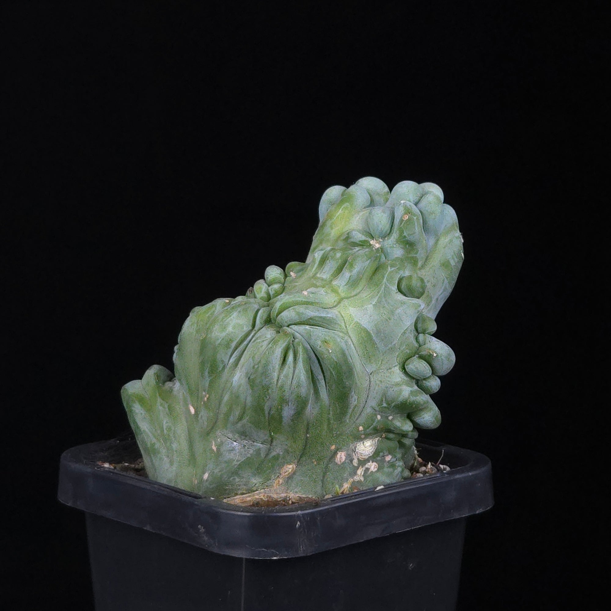 Myrtillocactus geometrizans cristata (Smooth Form)