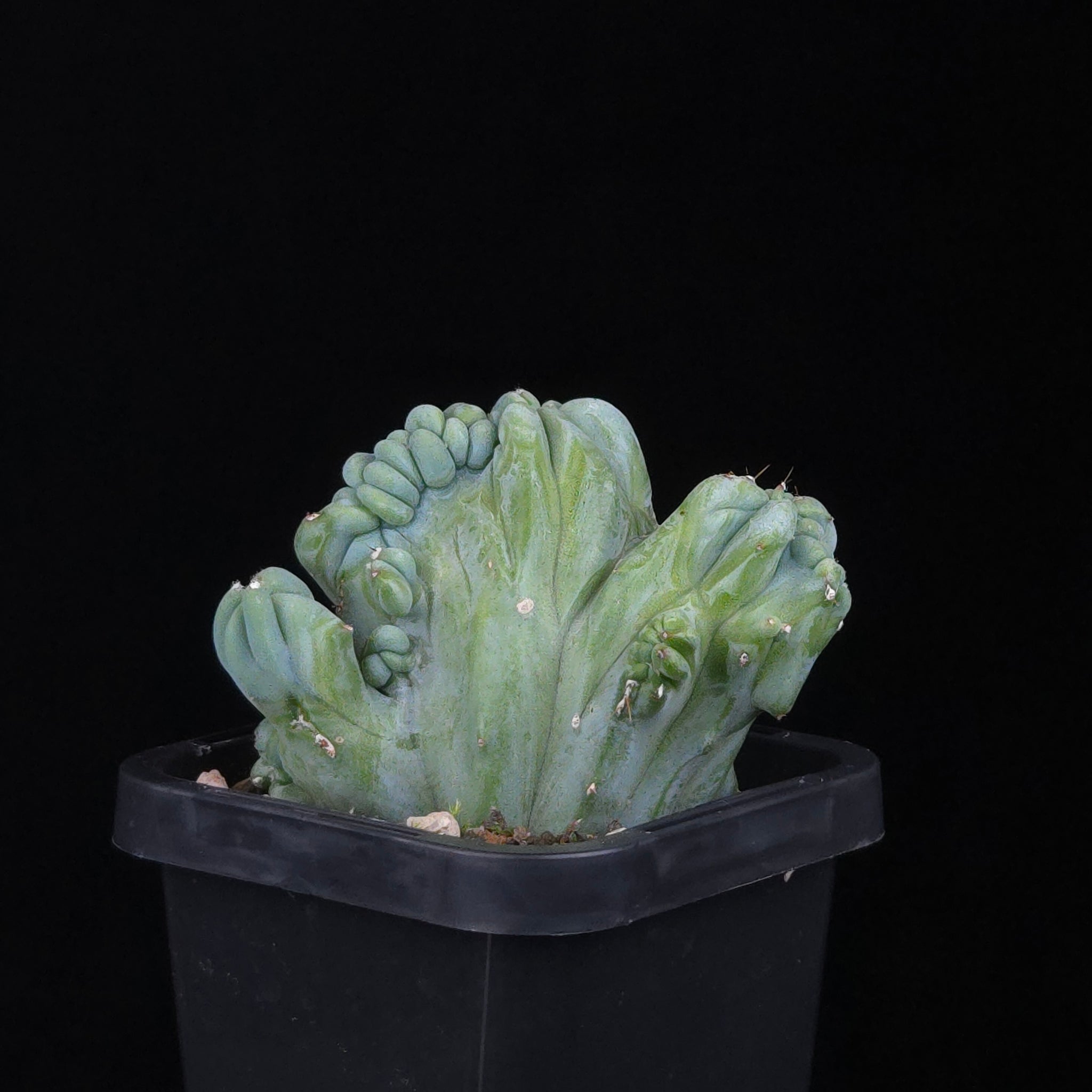 Myrtillocactus geometrizans cristata (Smooth Form)