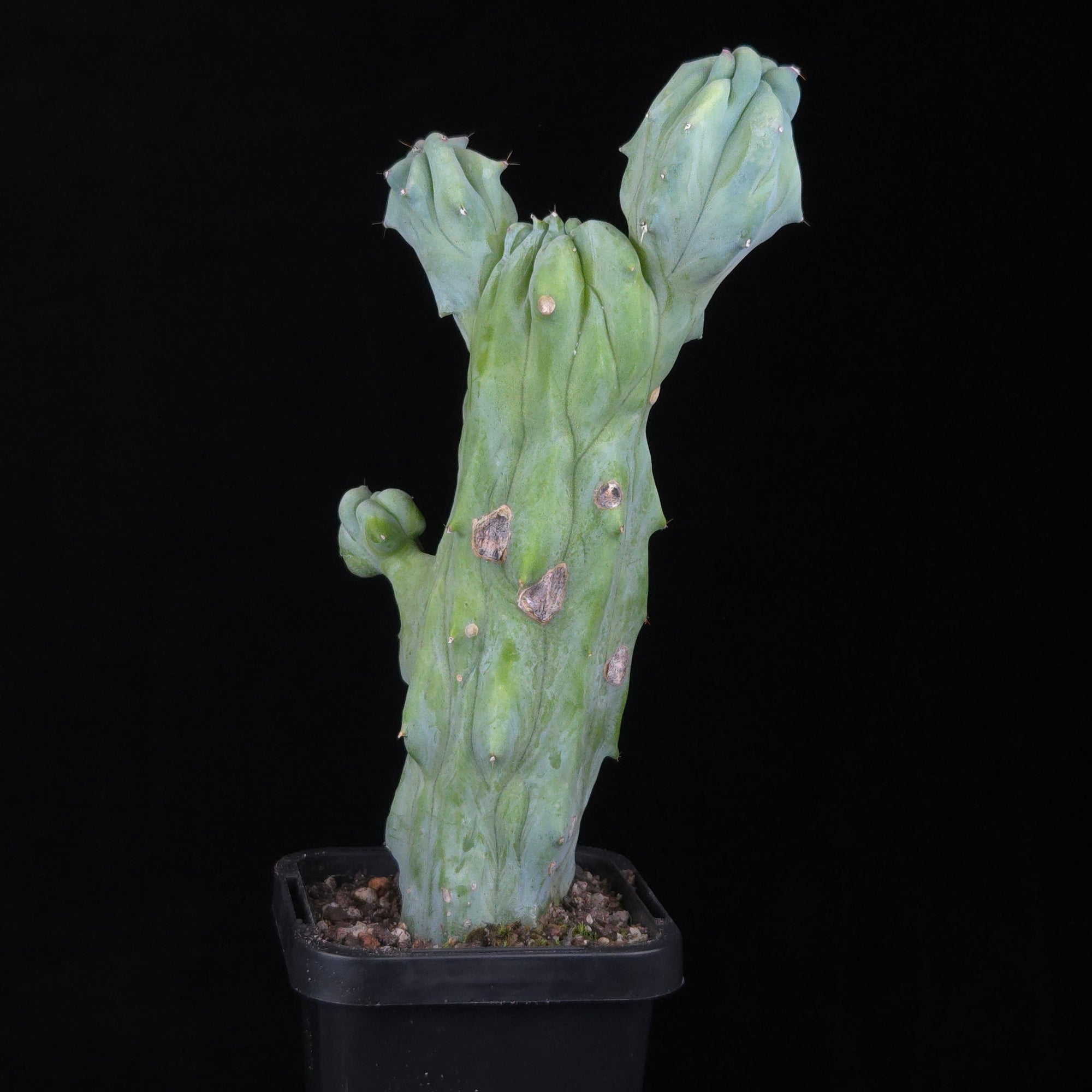 Myrtillocactus geometrizans cristata (Smooth Form)
