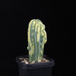Myrtillocactus geometrizans Montrose Variegata