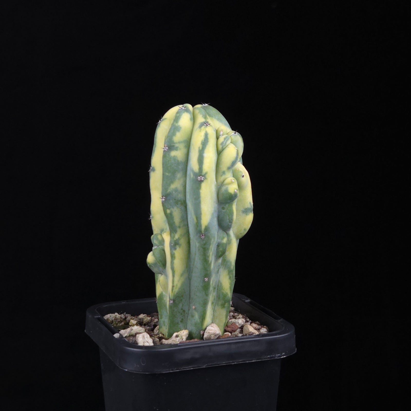 Myrtillocactus geometrizans Montrose Variegata