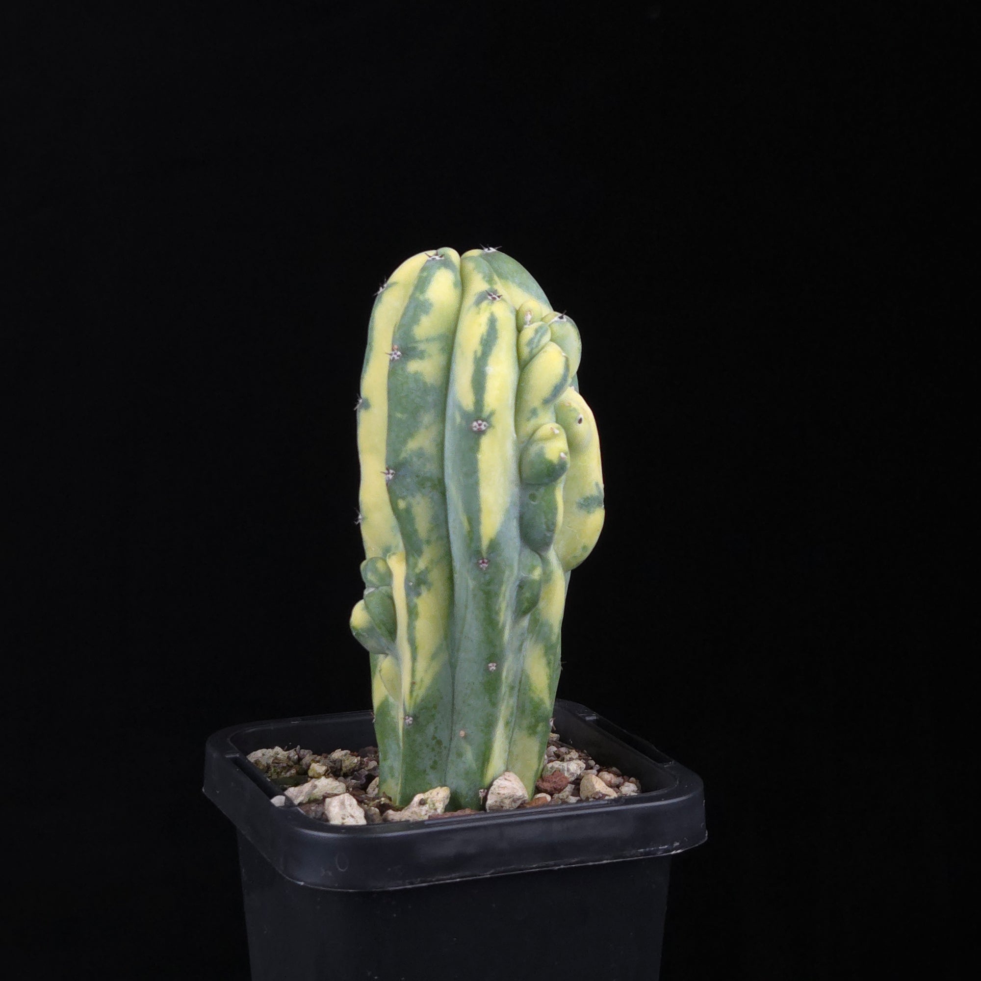 Myrtillocactus geometrizans Montrose Variegata