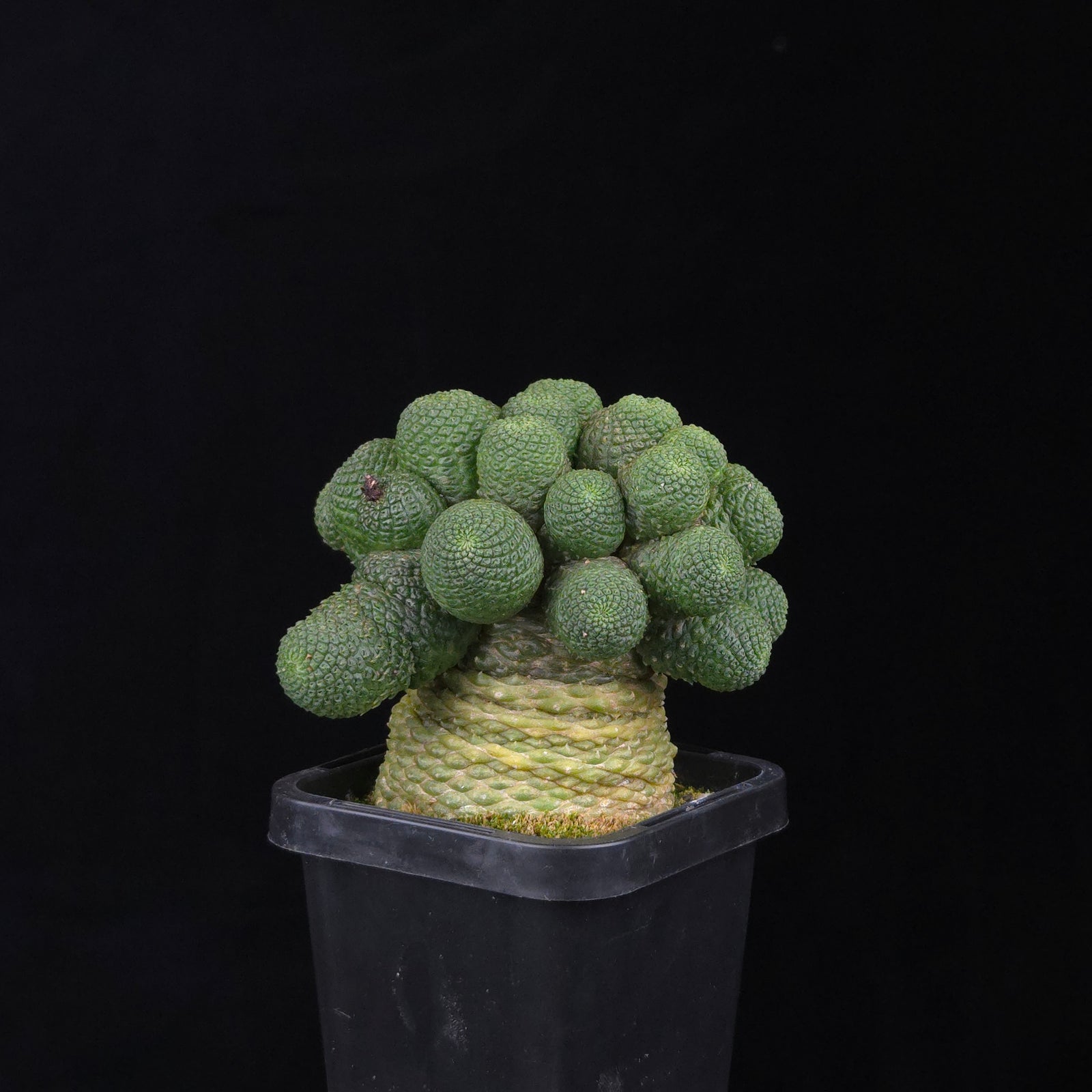 Rebutia krainziana var. inermis (syn. Rebutia pygmaea) – Mature Specimen