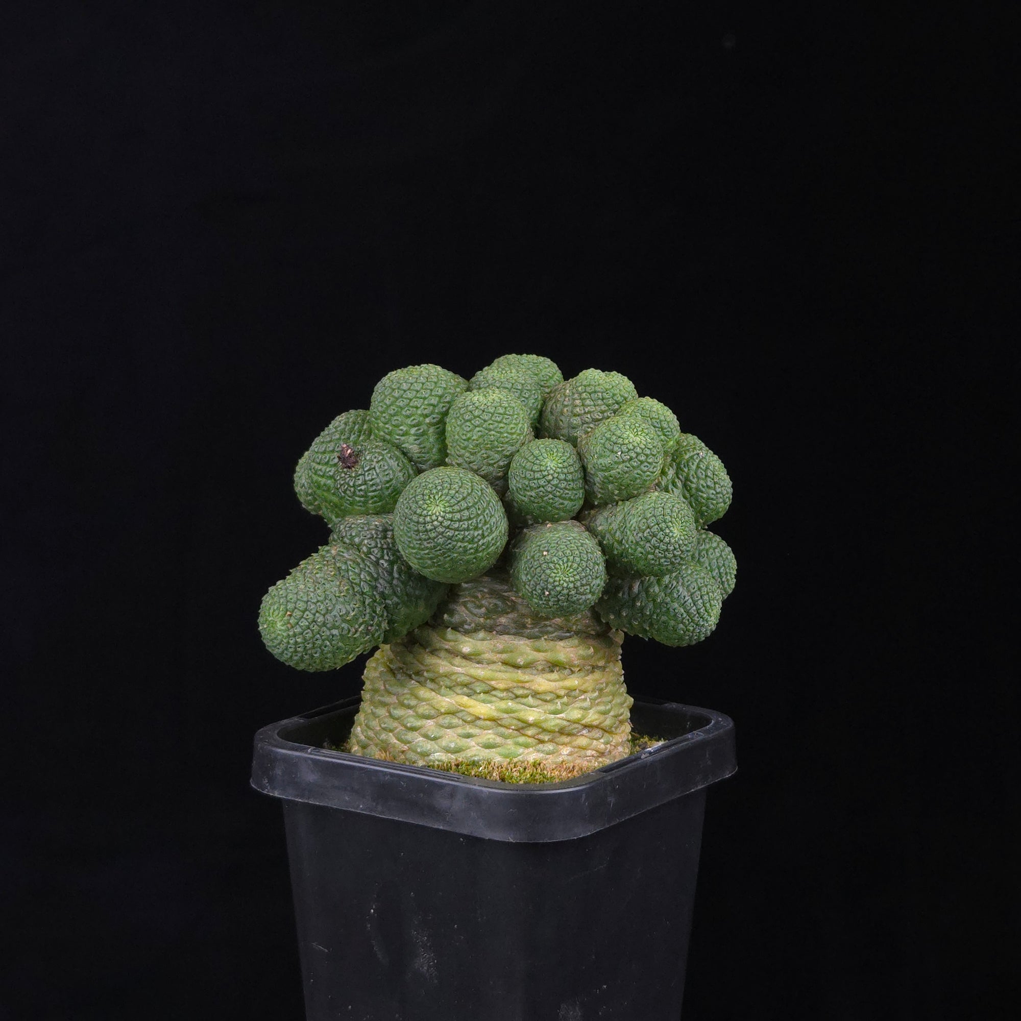 Rebutia krainziana var. inermis (syn. Rebutia pygmaea) – Mature Specimen