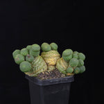 Rebutia krainziana var. inermis (syn. Rebutia pygmaea) – Mature Specimen