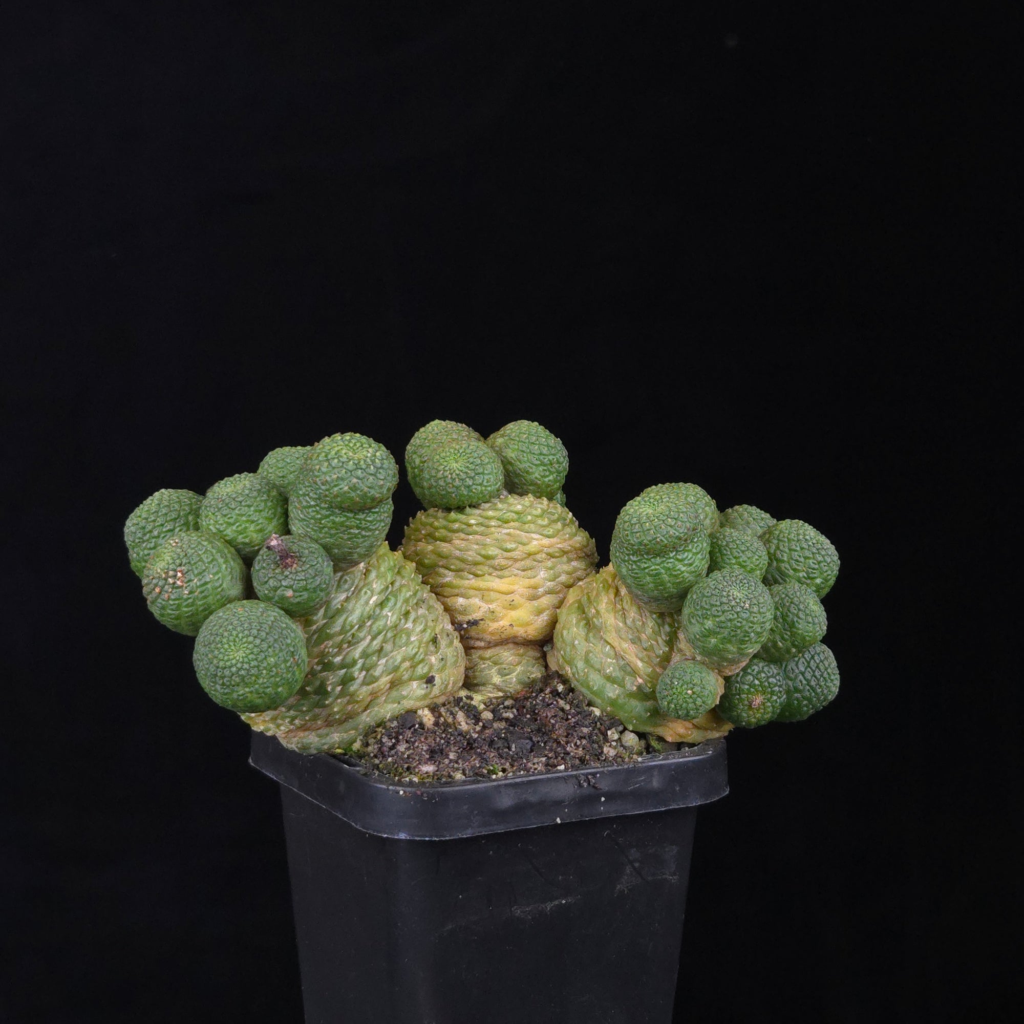 Rebutia krainziana var. inermis  Mature Specimen  Collectors Online