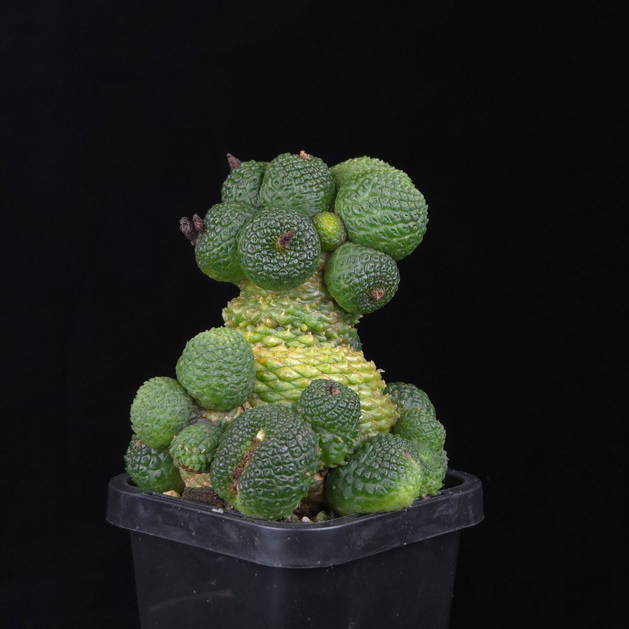 Rebutia krainziana var. inermis (syn. Rebutia pygmaea) – Mature Specimen