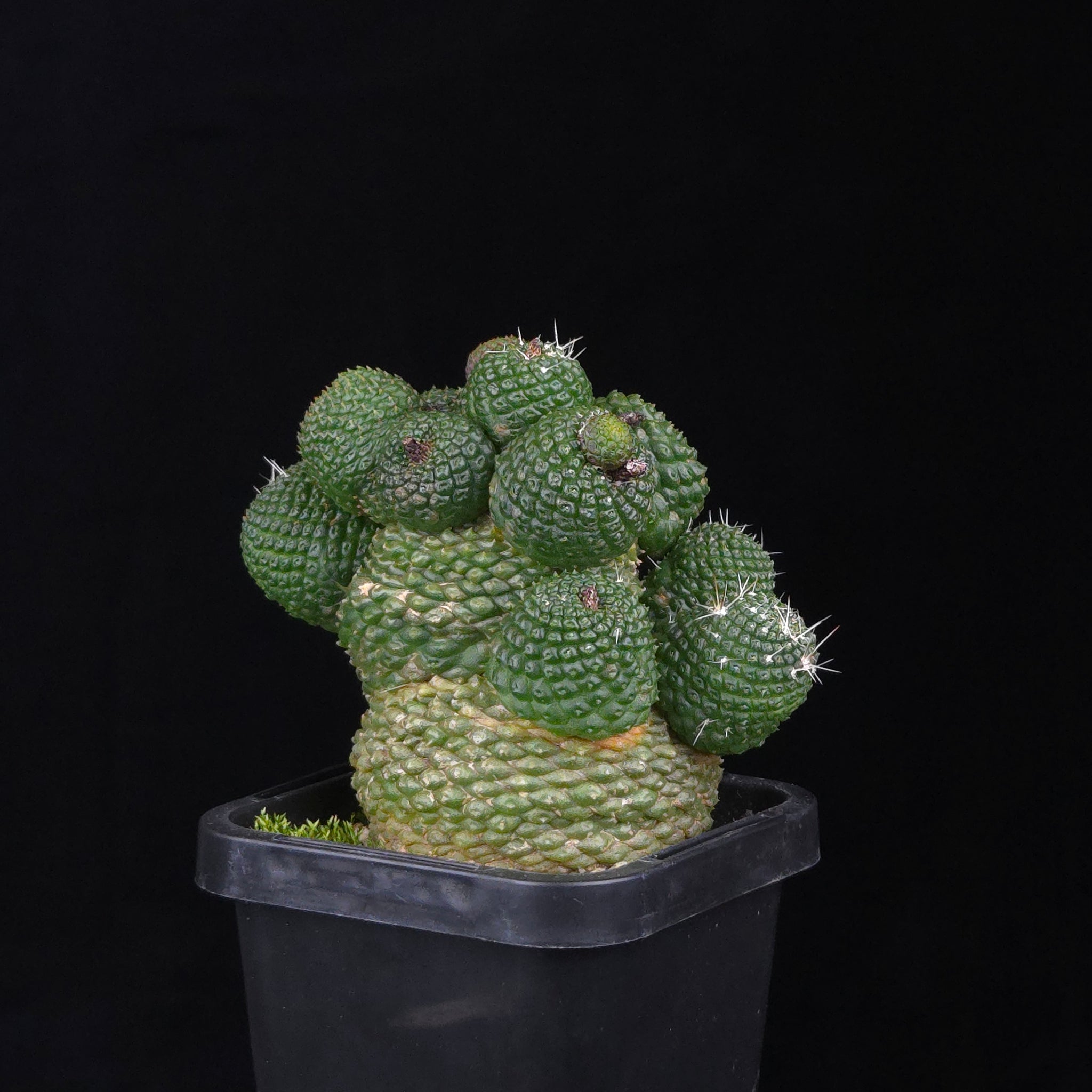 Rebutia krainziana var. inermis (syn. Rebutia pygmaea) – Mature Specimen