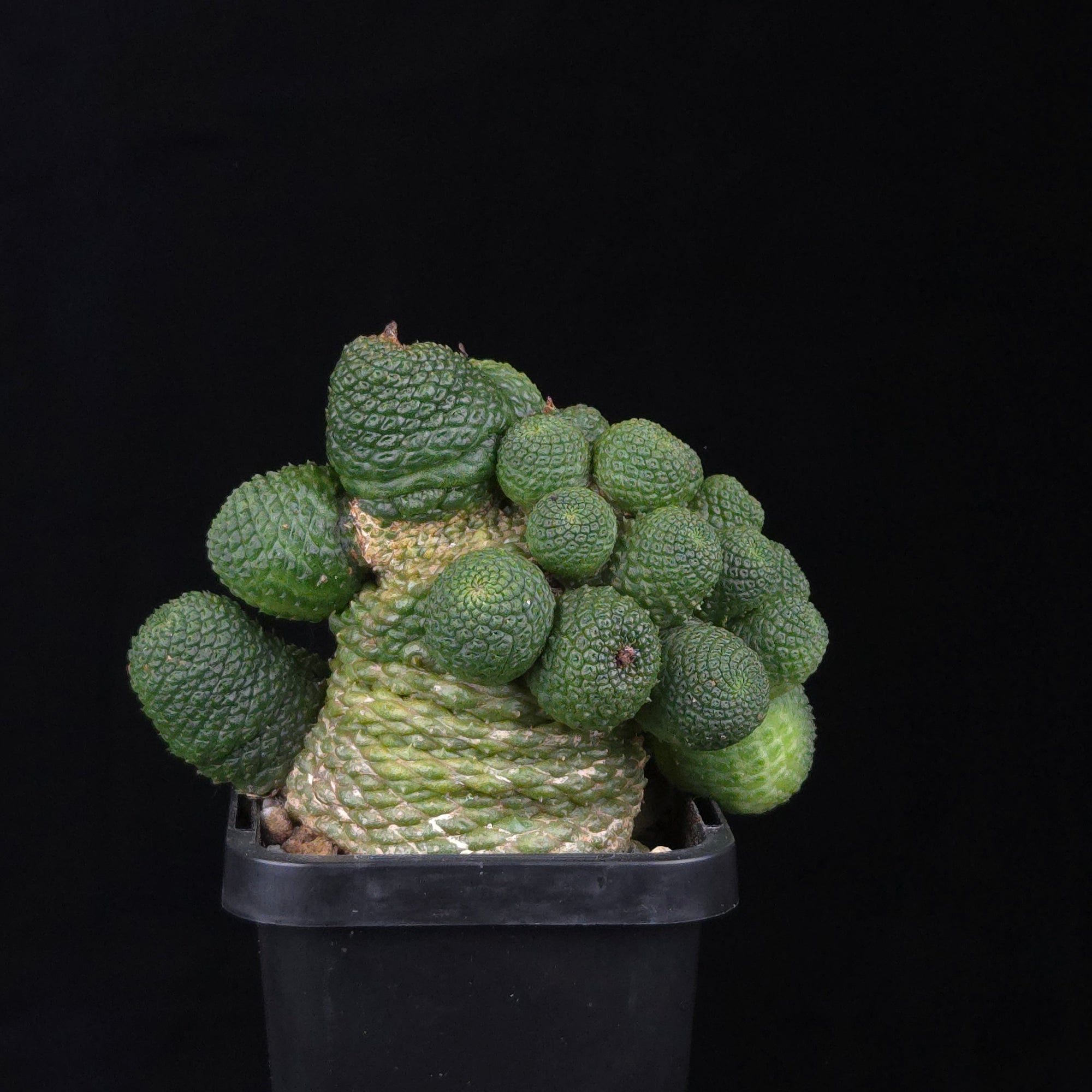 Rebutia krainziana var. inermis (syn. Rebutia pygmaea) – Mature Specimen
