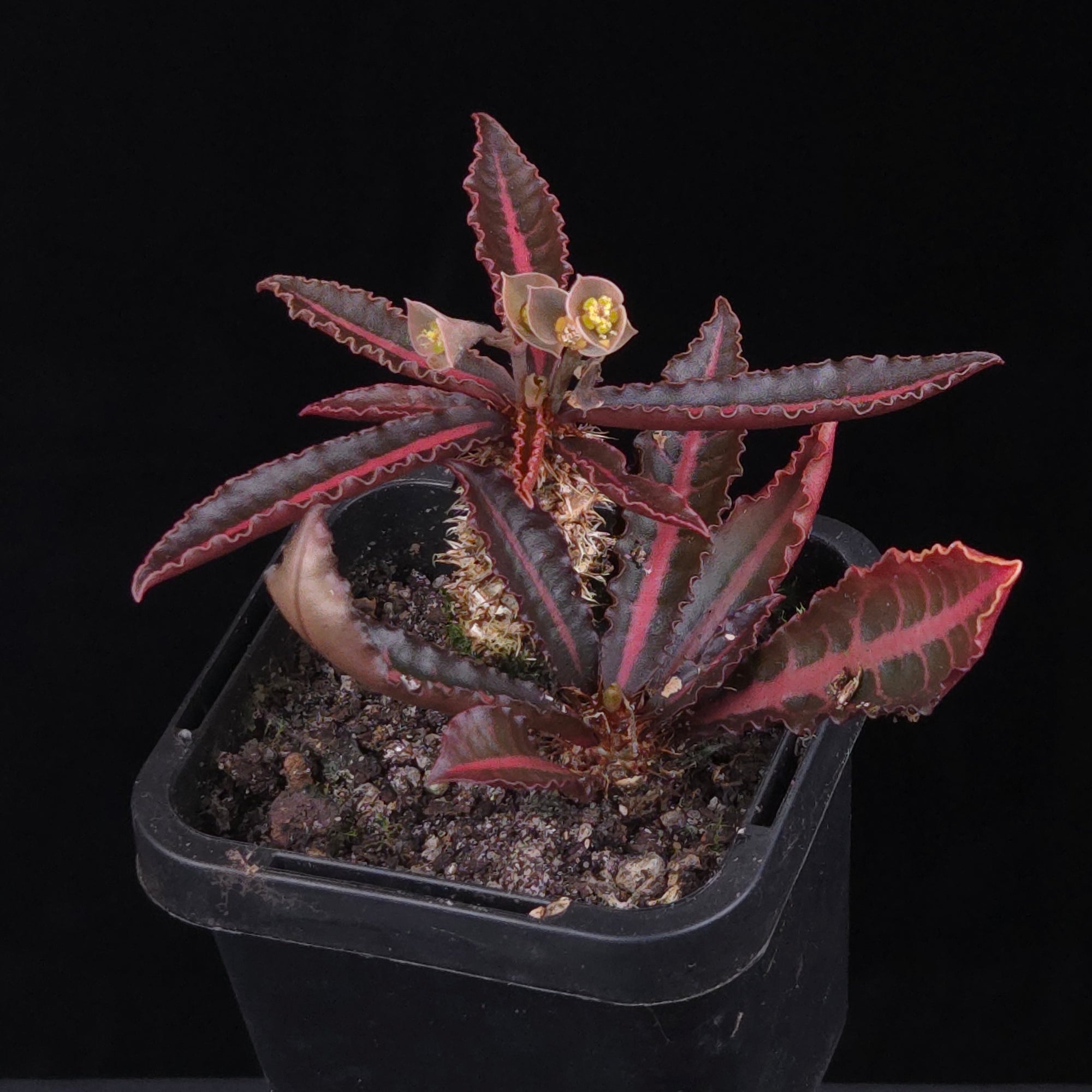 Euphorbia francoisii Hybrids (WA Prohibited) – Selected Juvenile Plants