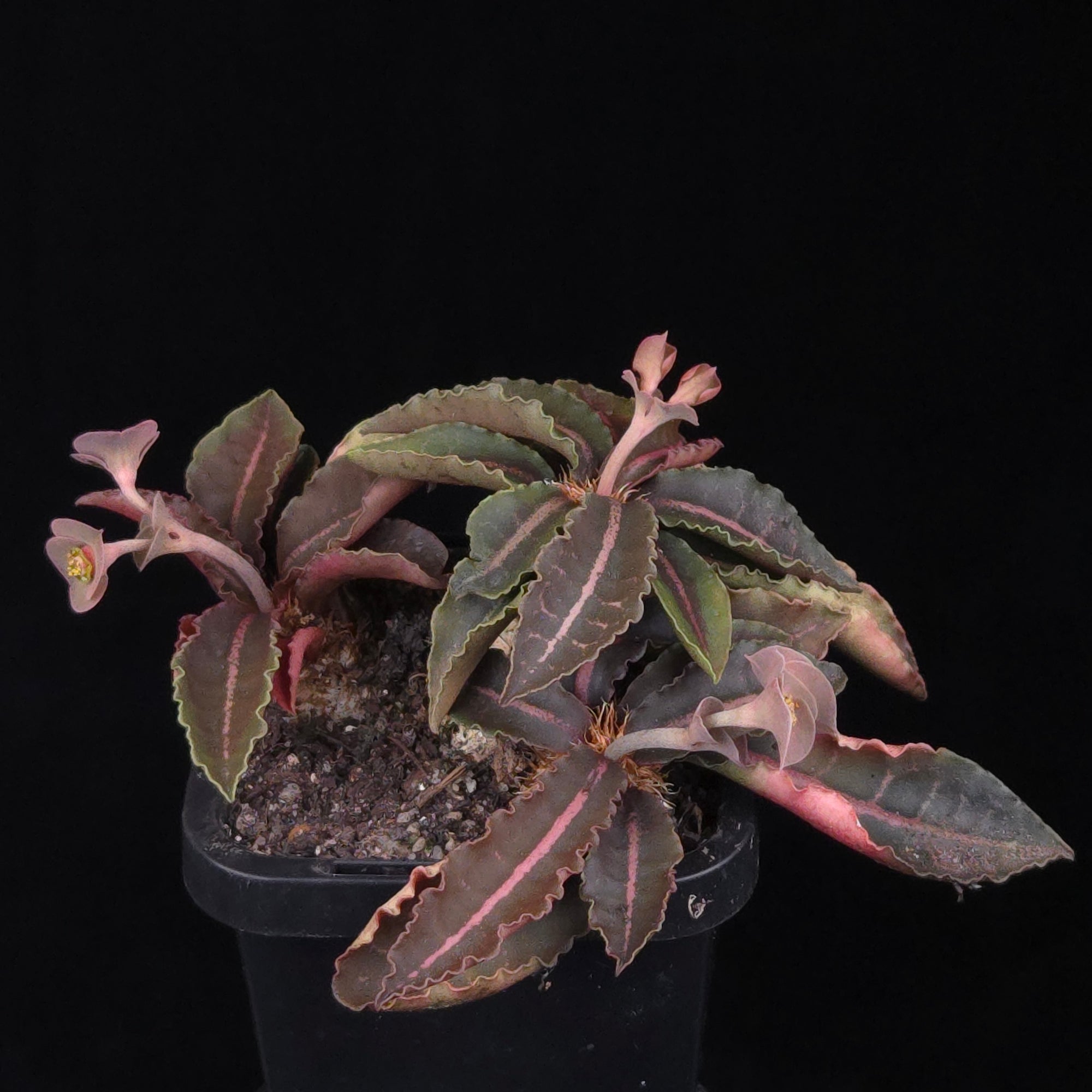 Euphorbia francoisii Hybrids (WA Prohibited) – Selected Juvenile Plants