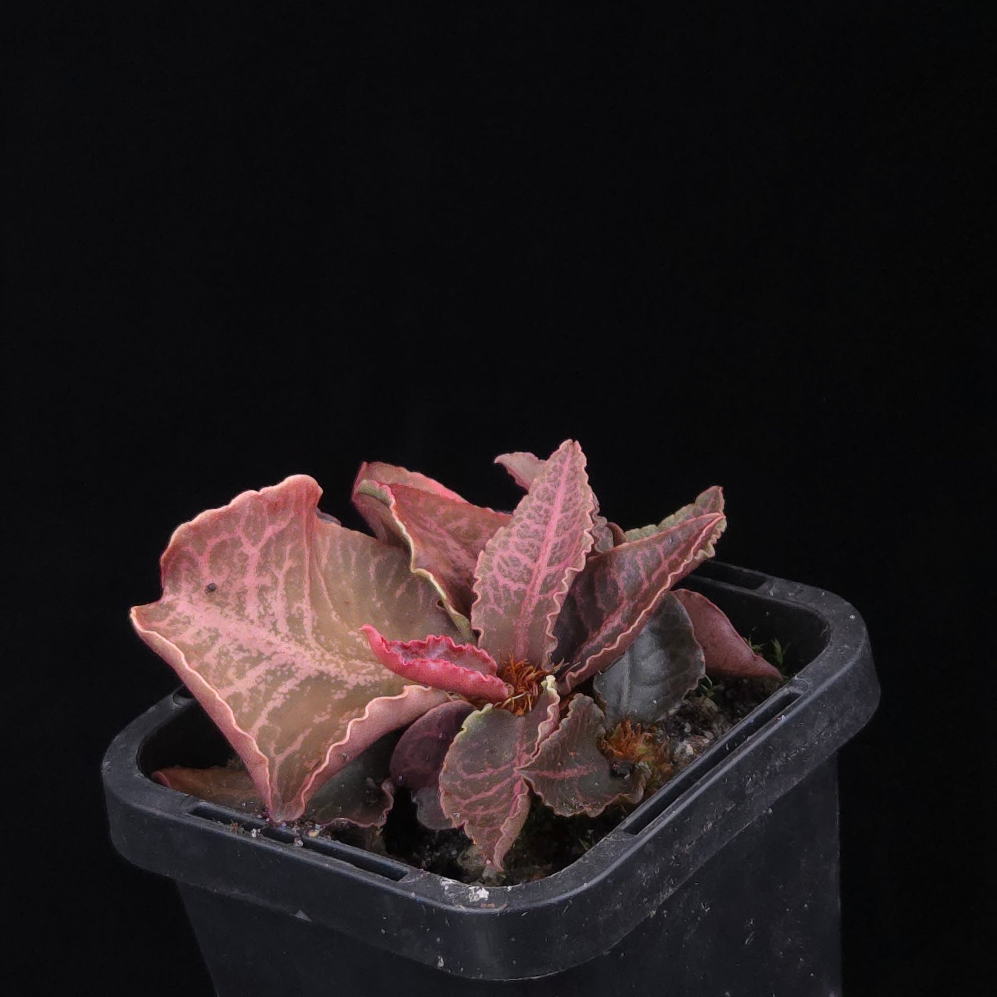 Euphorbia francoisii Hybrids (WA Prohibited) – Selected Juvenile Plants