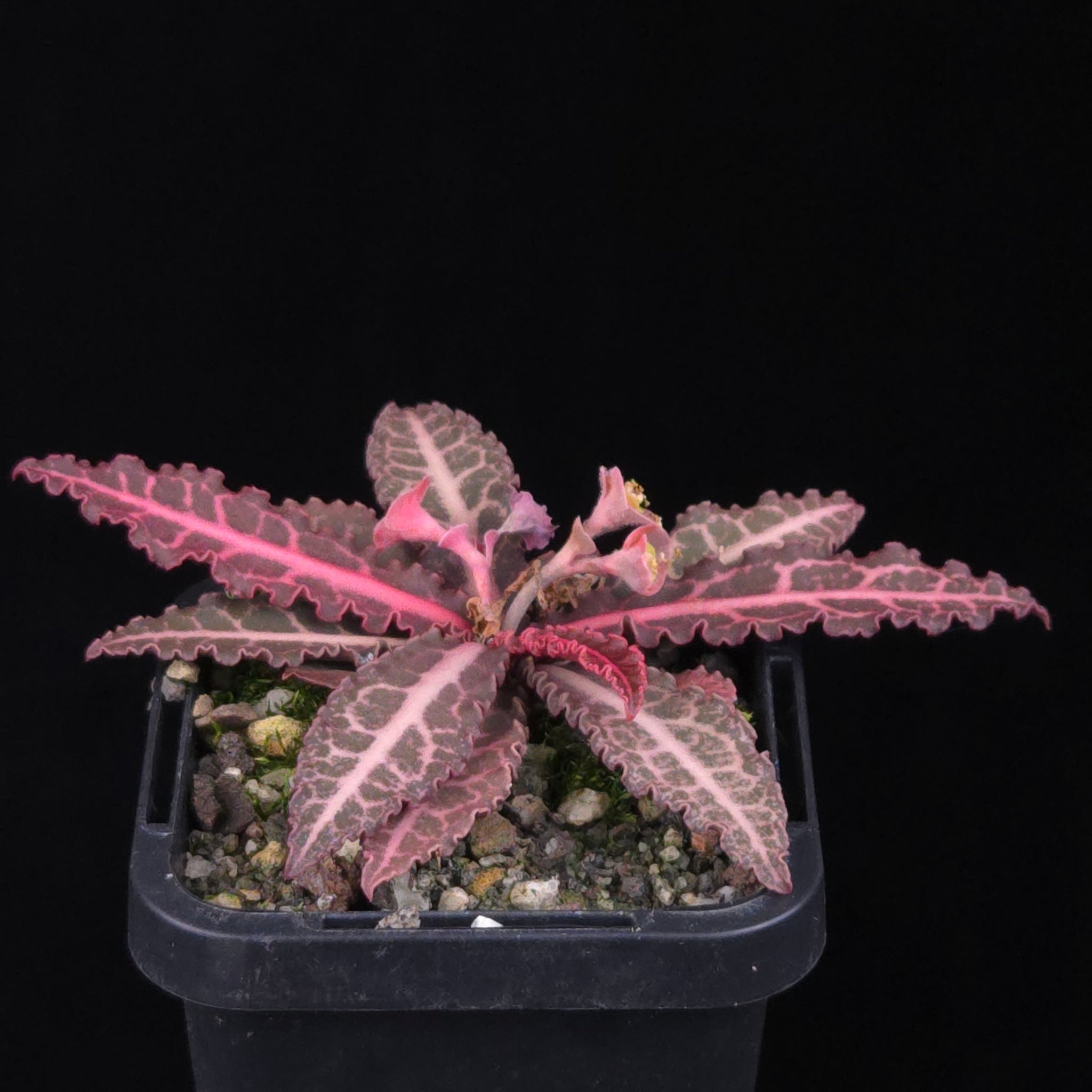 Euphorbia francoisii Hybrids (WA Prohibited) – Selected Juvenile Plants