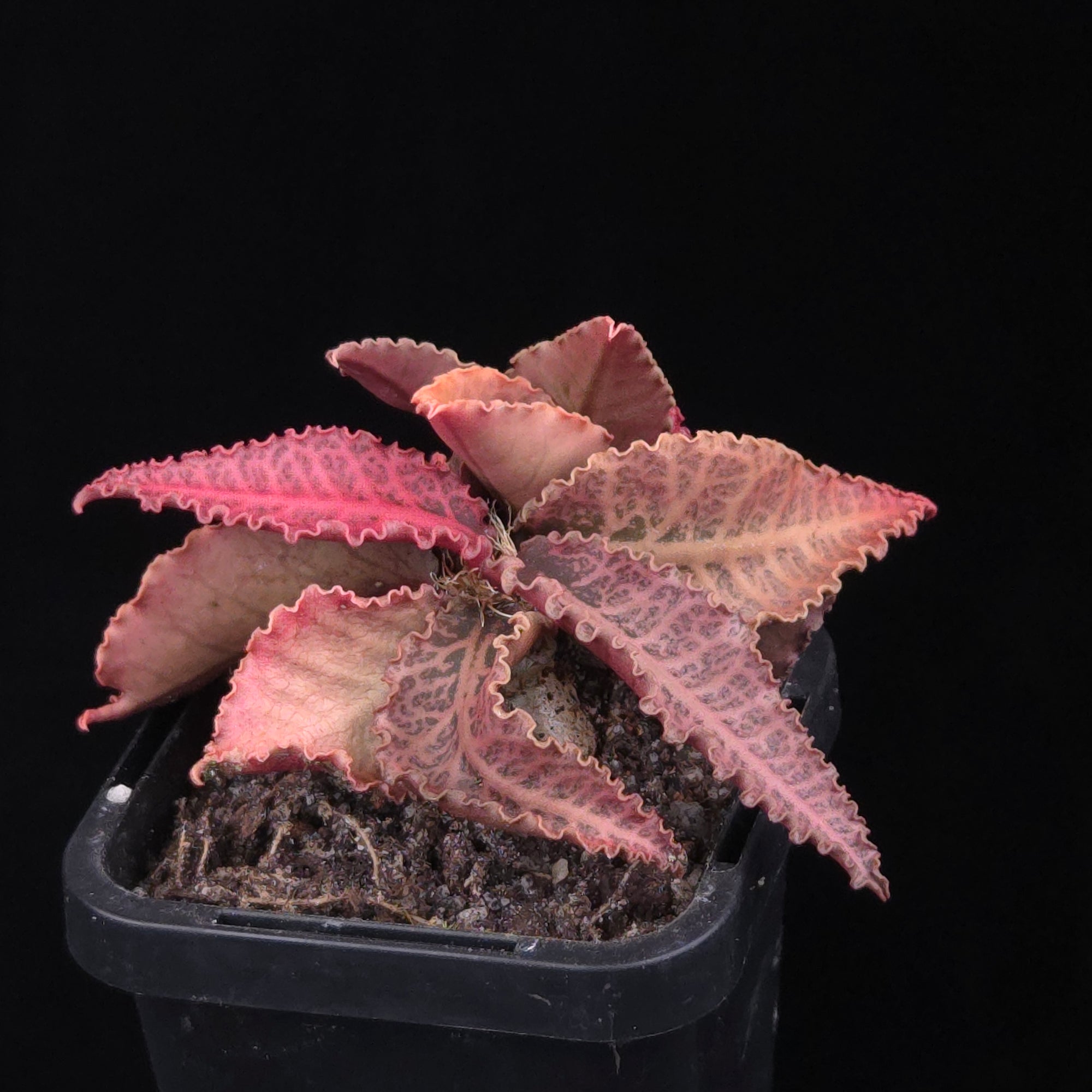 Euphorbia francoisii Hybrids (WA Prohibited) – Selected Juvenile Plants