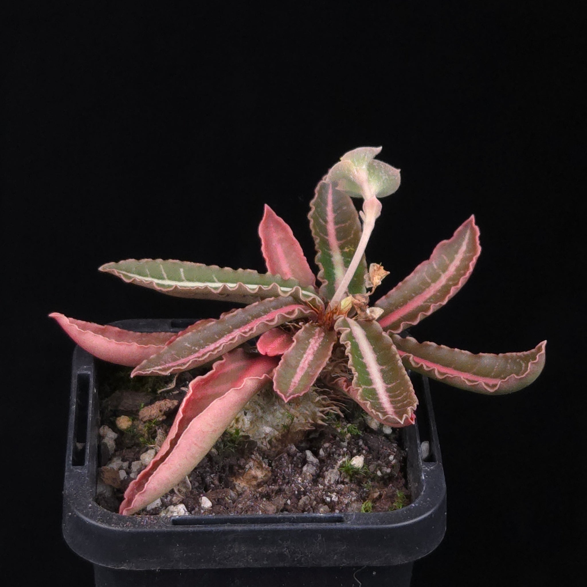 Euphorbia francoisii Hybrids (WA Prohibited) – Selected Juvenile Plants