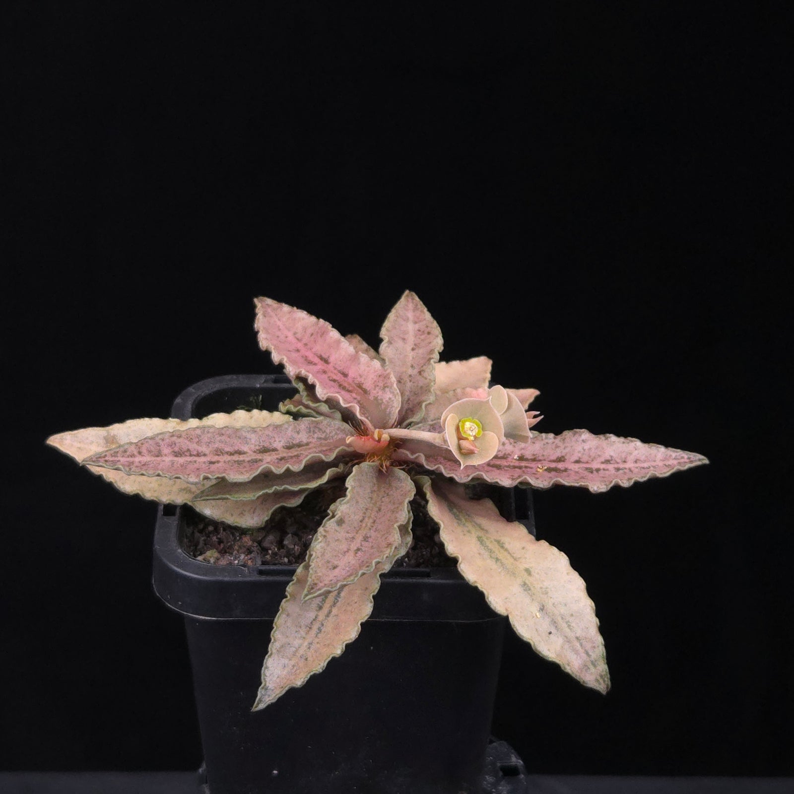 Euphorbia francoisii Hybrids (WA Prohibited) – Selected Juvenile Plants