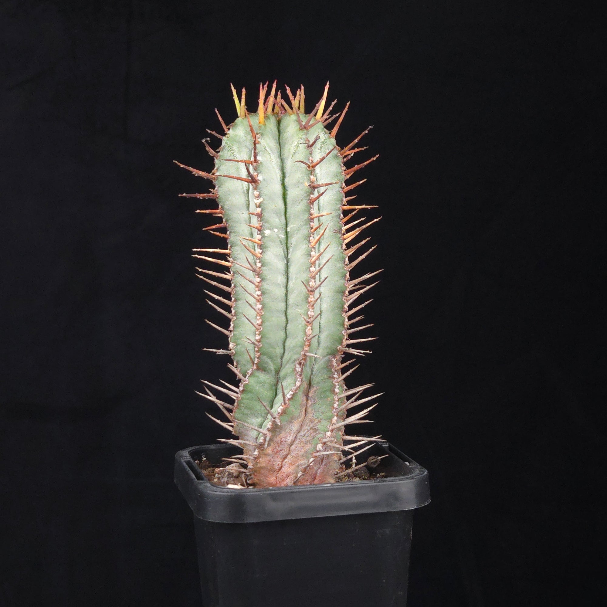 Euphorbia polygona 'Paradisian Blue' (WA Prohibited)