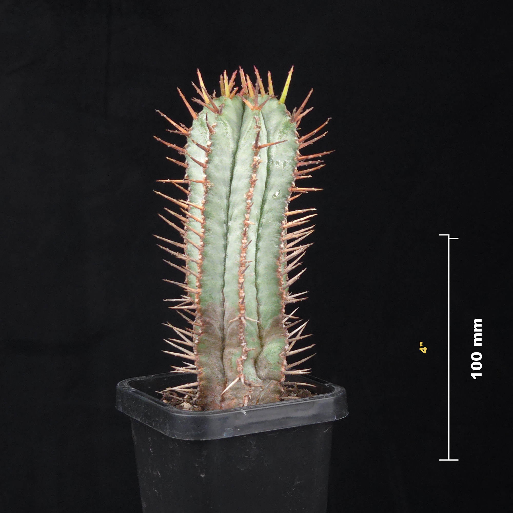 Euphorbia polygona 'Paradisian Blue' (WA Prohibited)