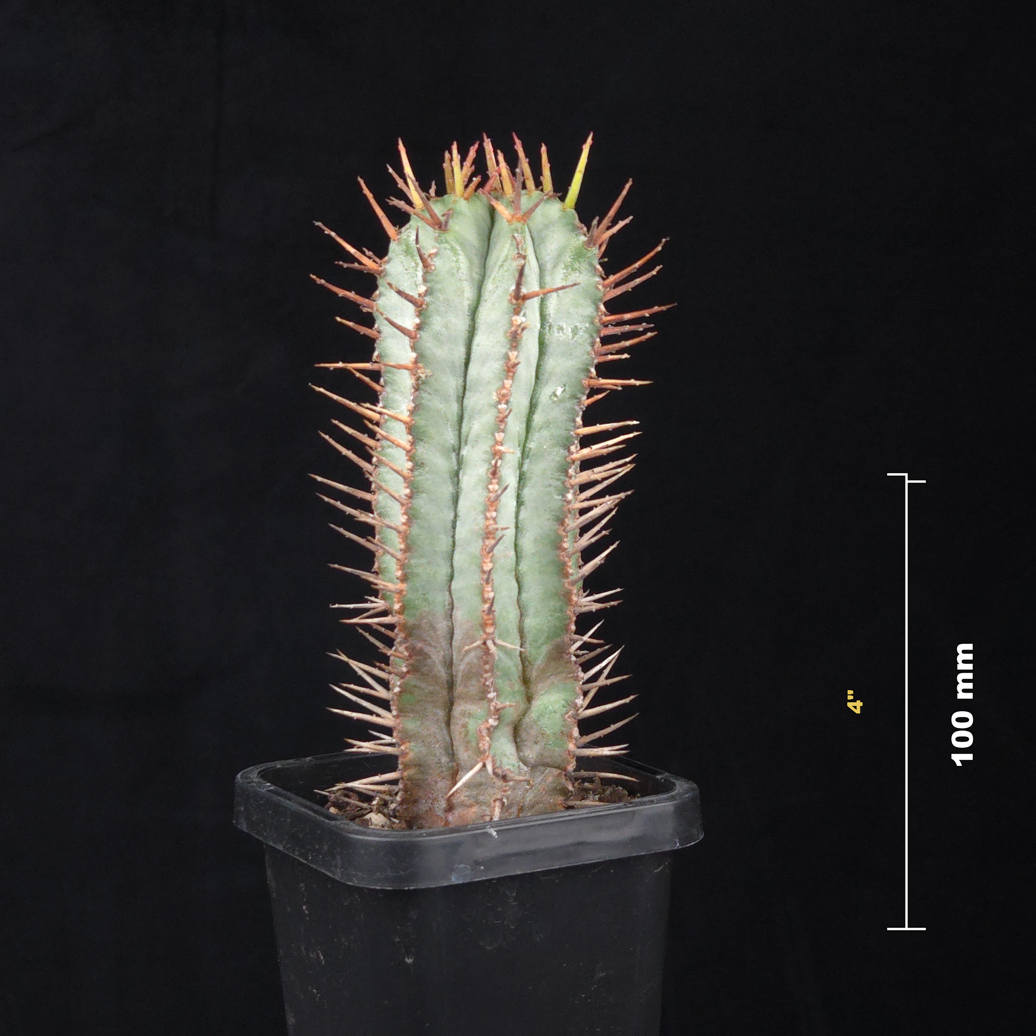 Euphorbia polygona 'Paradisian Blue' (WA Prohibited)