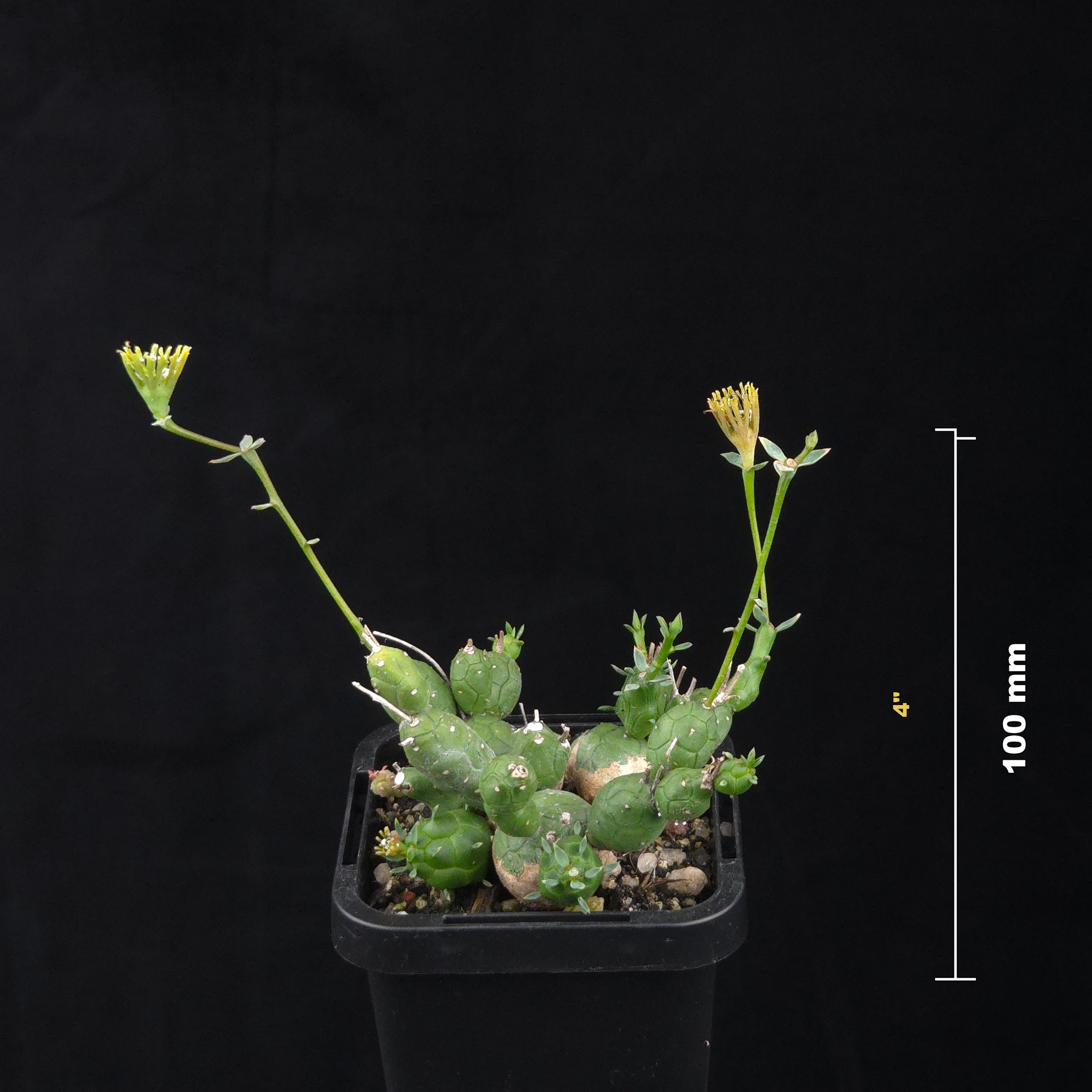 Euphorbia globosa (WA Prohibited)
