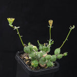 Euphorbia globosa (WA Prohibited)