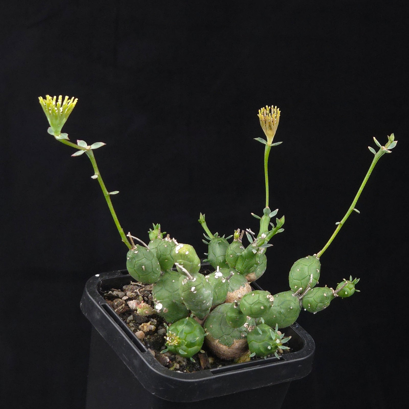 Euphorbia globosa