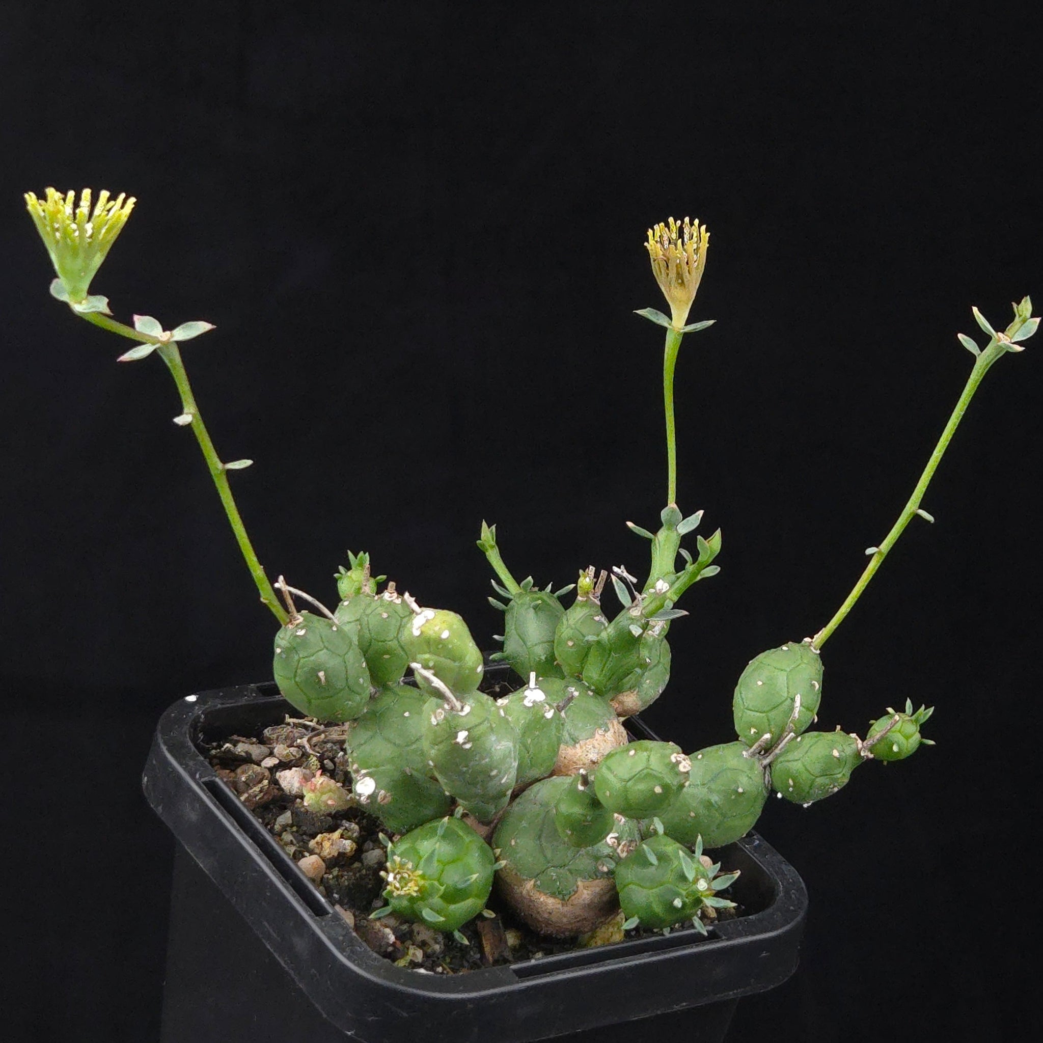Euphorbia globosa (WA Prohibited)