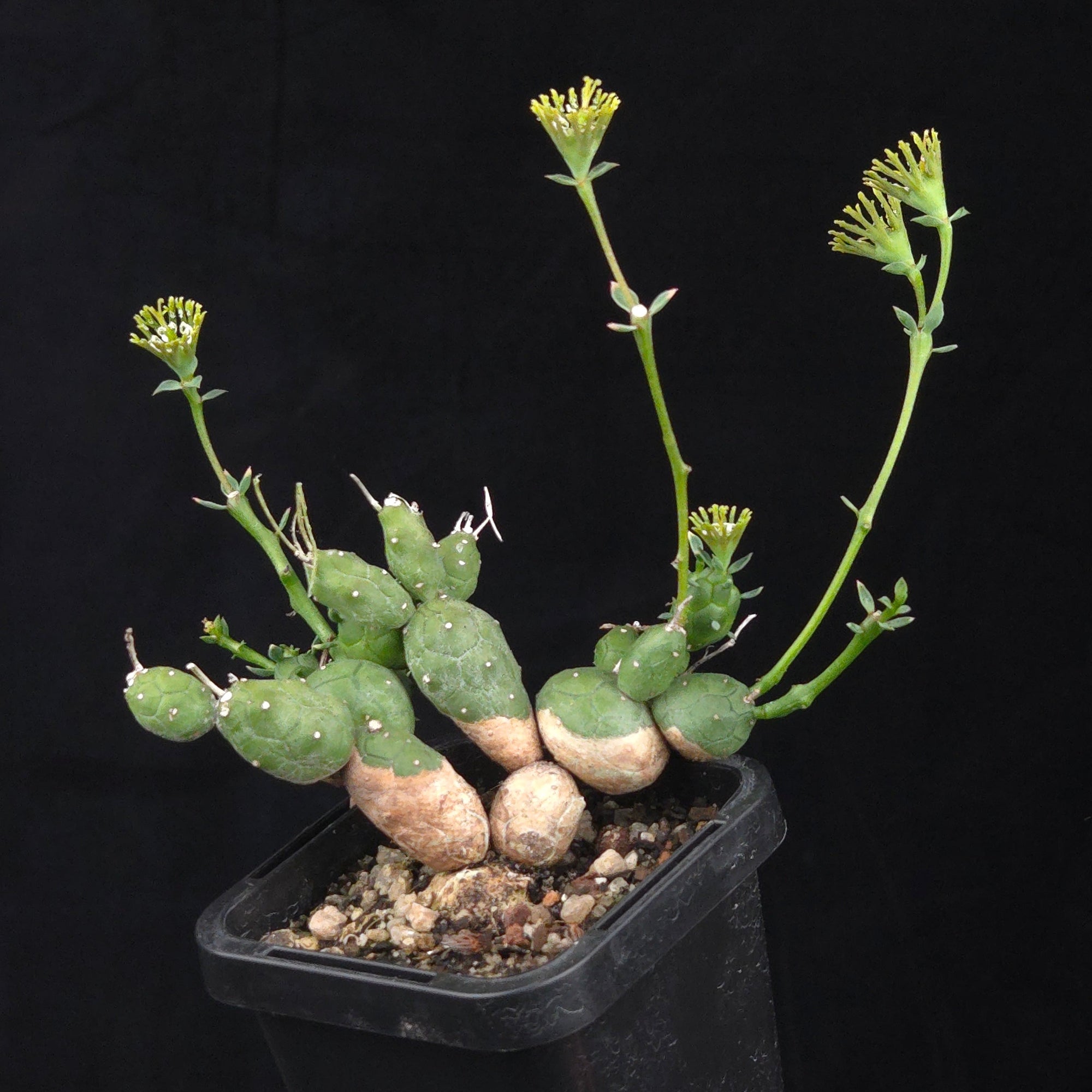 Euphorbia globosa (WA Prohibited)