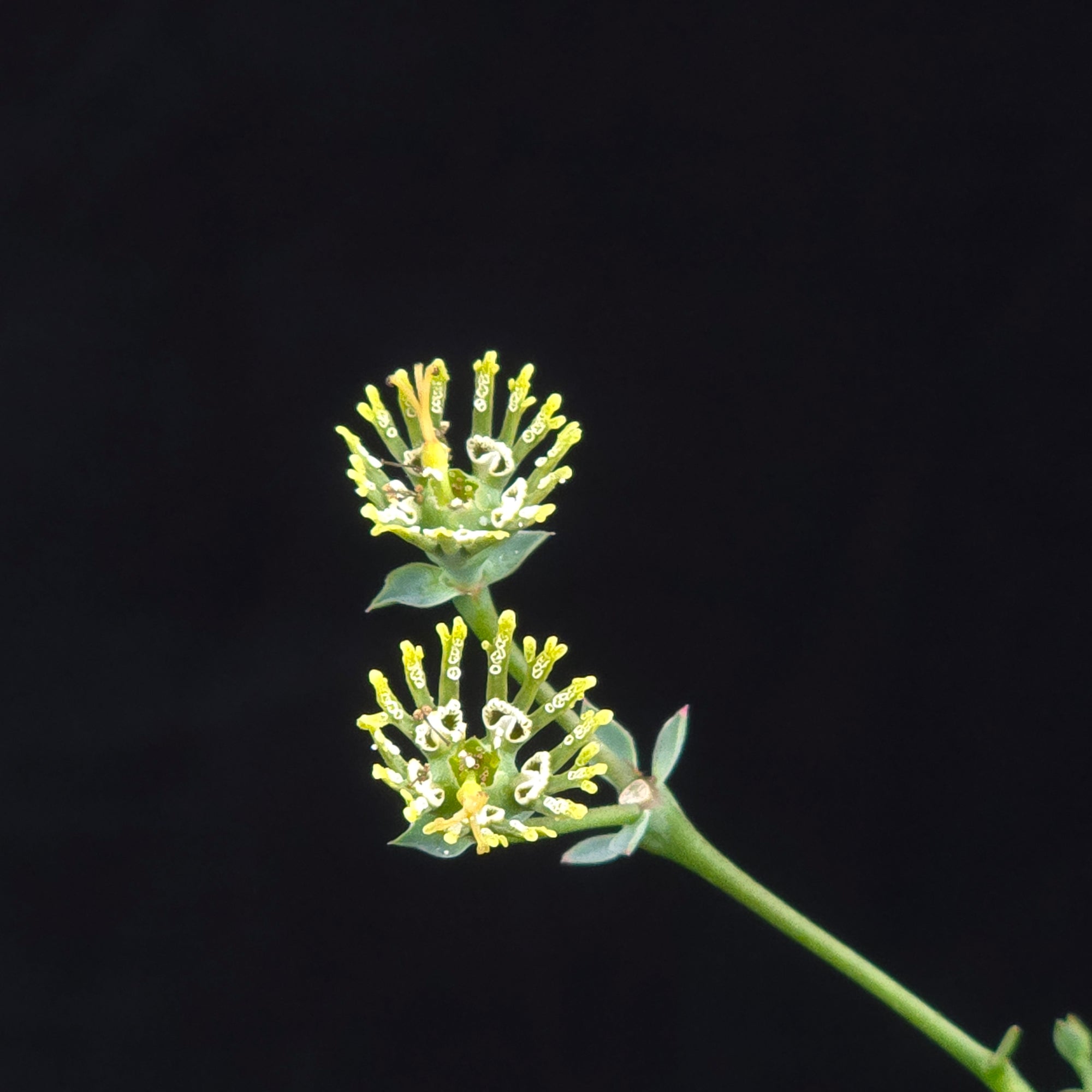 Euphorbia globosa (WA Prohibited)