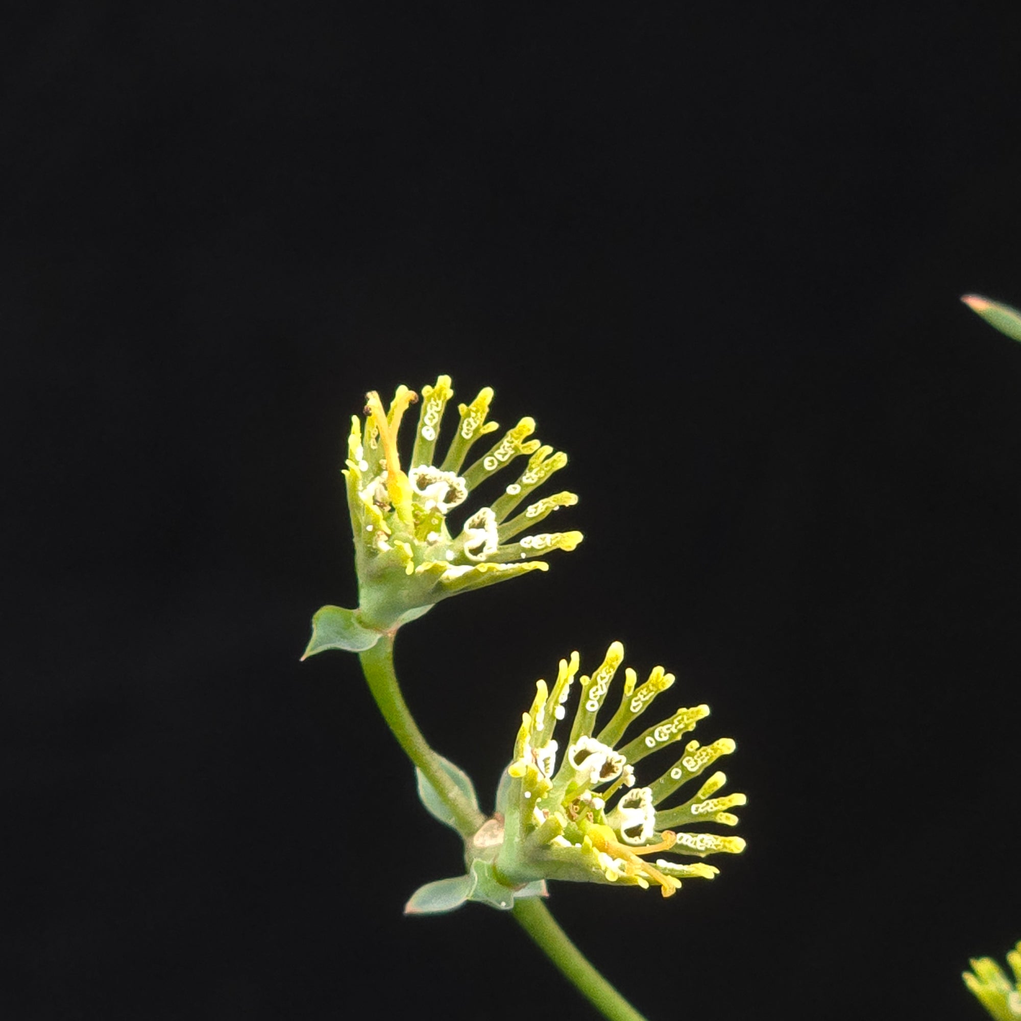 Euphorbia globosa (WA Prohibited)