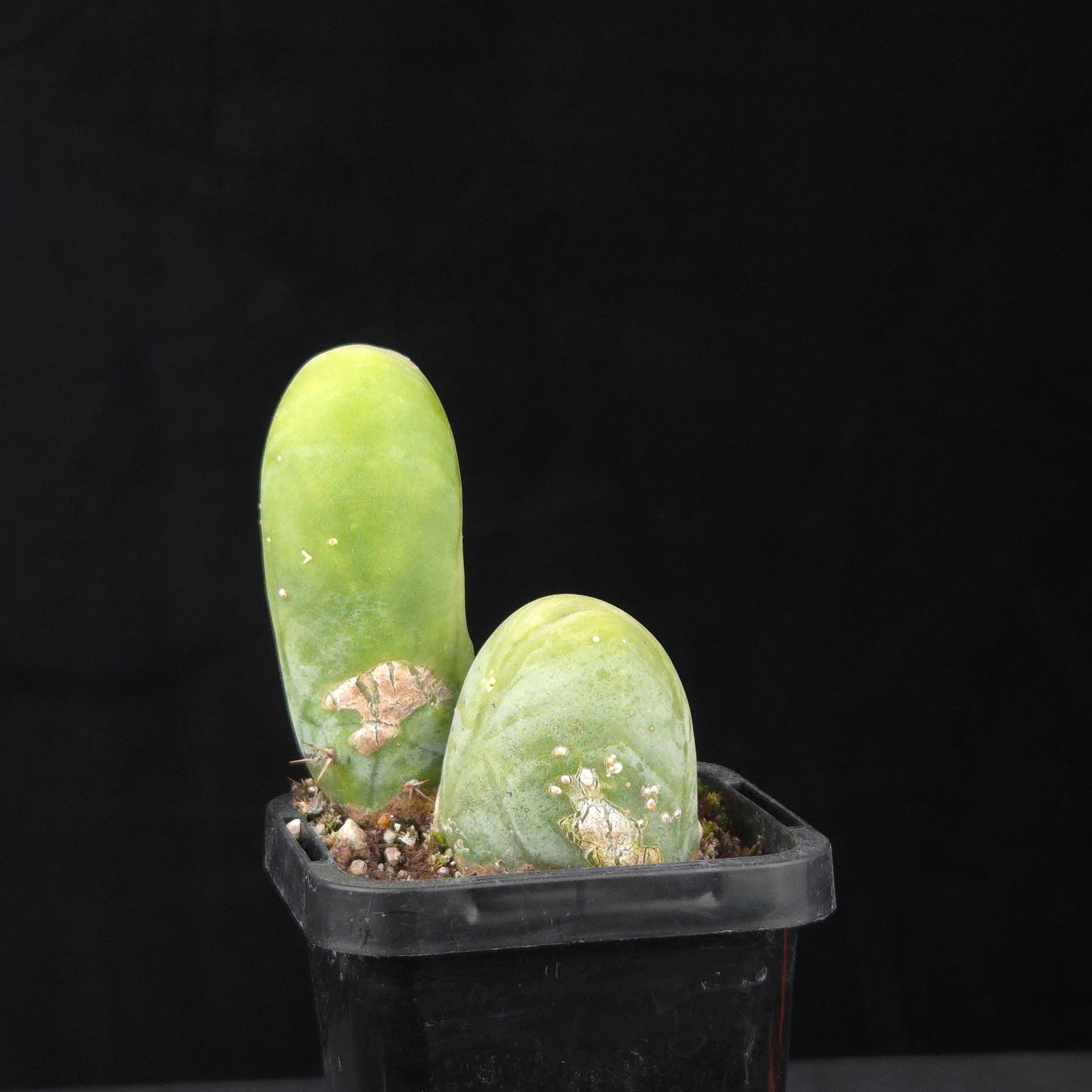 Trichocereus bridgesii f. monstrosa (Penis Cactus)
