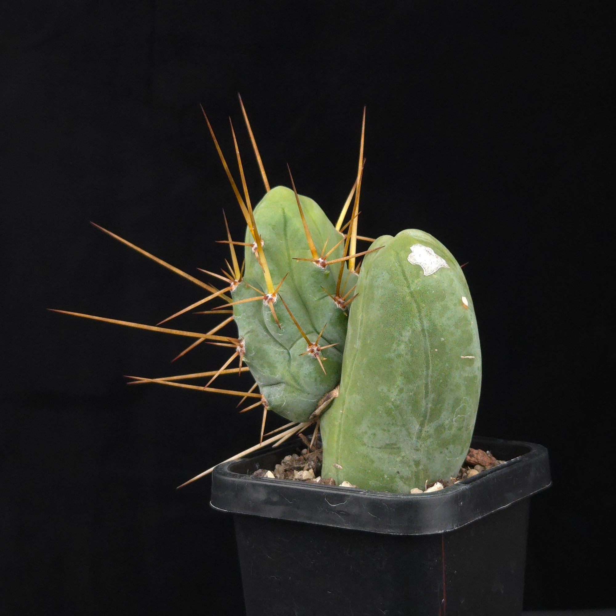 Trichocereus bridgesii f. monstrosa (Penis Cactus)