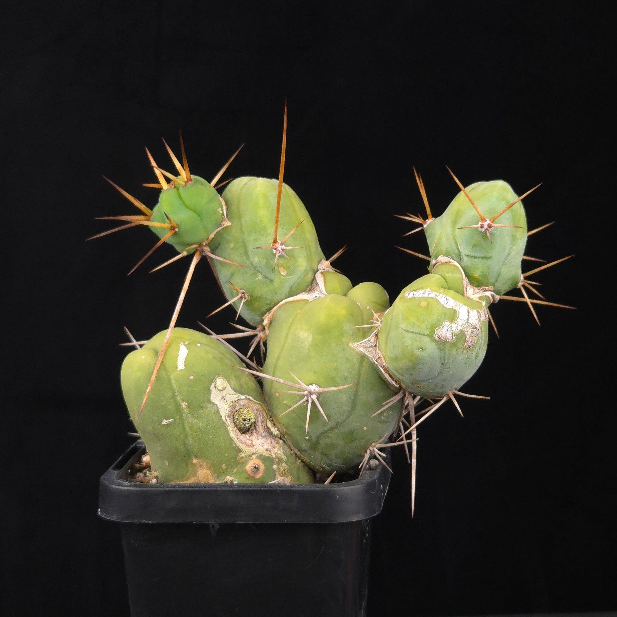 Trichocereus bridgesii f. monstrosa (Penis Cactus)